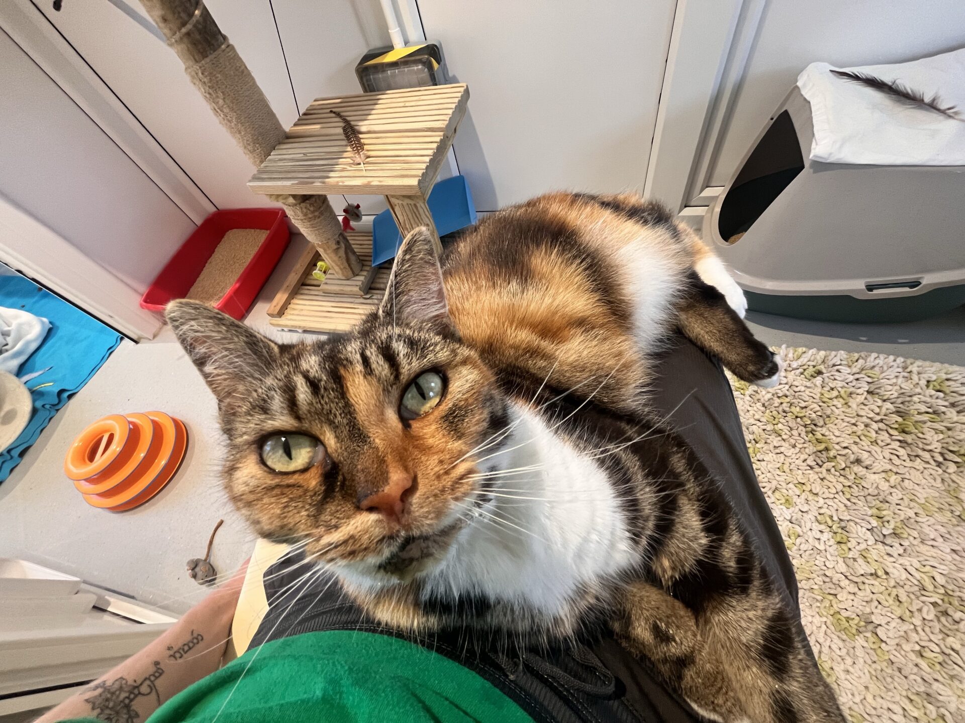 A close-up of a tabby and calico cat sitting on a person's lap, looking up at the camera. The background shows a cat tree, toys, a litter tray, and a green rug.