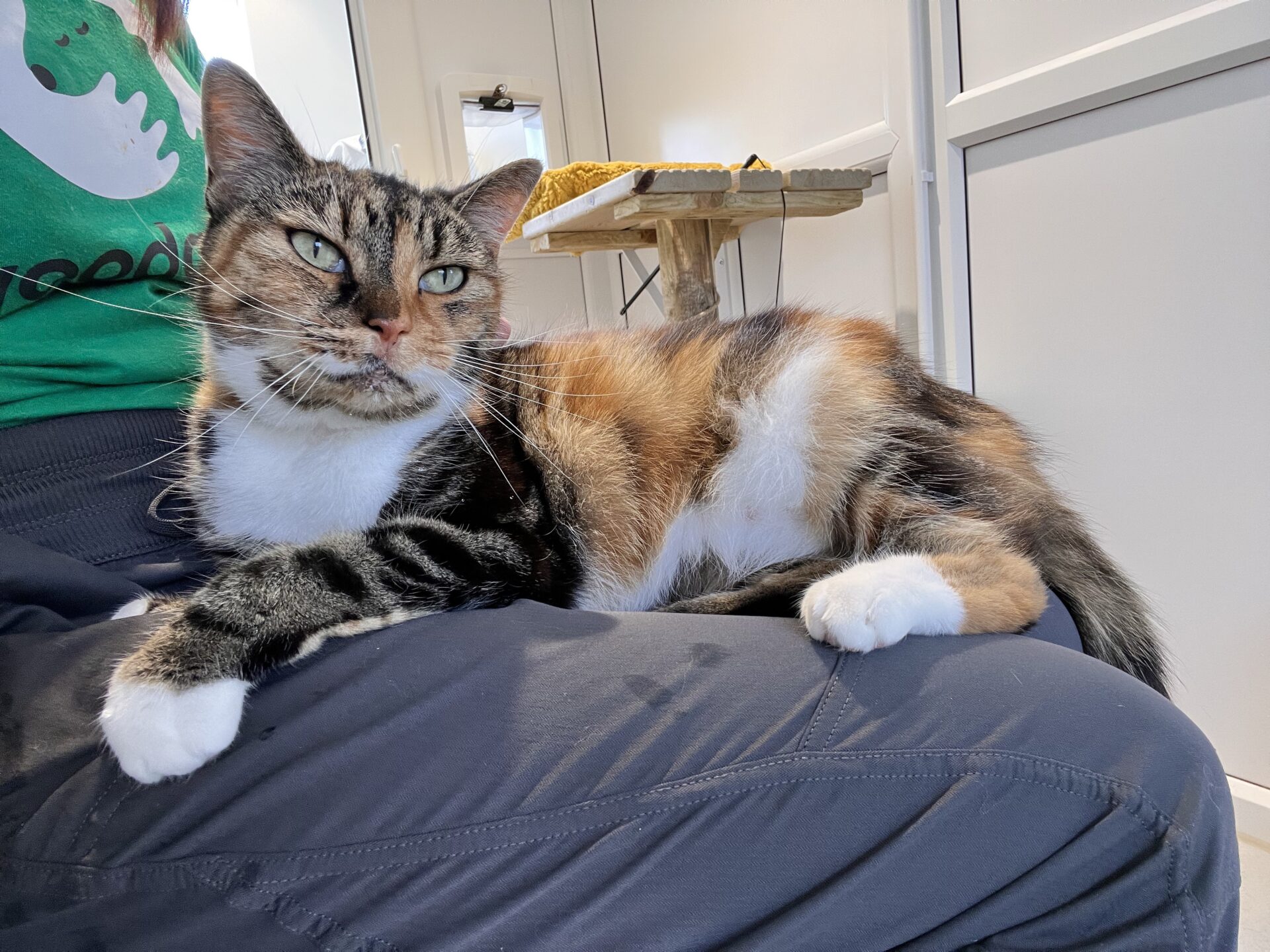 A tortoiseshell-and-white cat with green eyes lounges on a person's lap indoors, looking off to the side. Sunlight shines in, and a table with a yellow cloth is in the background.