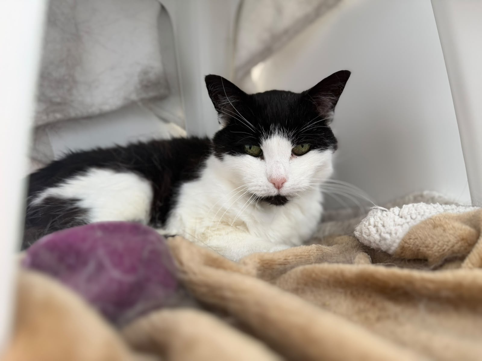 A black and white cat with green eyes lies on a soft beige blanket in a cosy indoor space, looking relaxed and slightly sleepy.