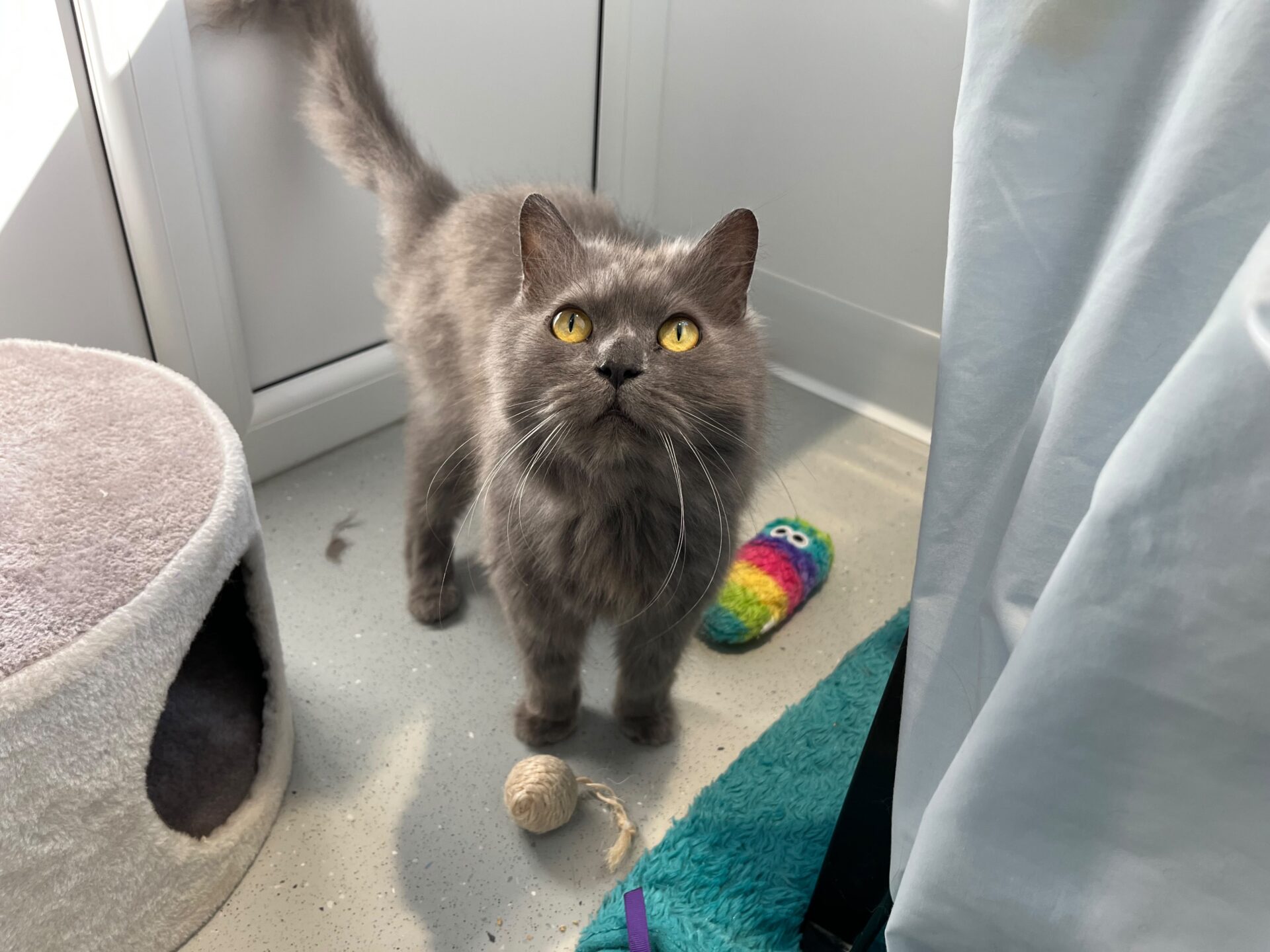 A fluffy grey cat with yellow eyes stands on the floor next to a scratching post, a rainbow-coloured toy, and a blue rug, looking up towards the camera. Sunlight shines in from the left side.