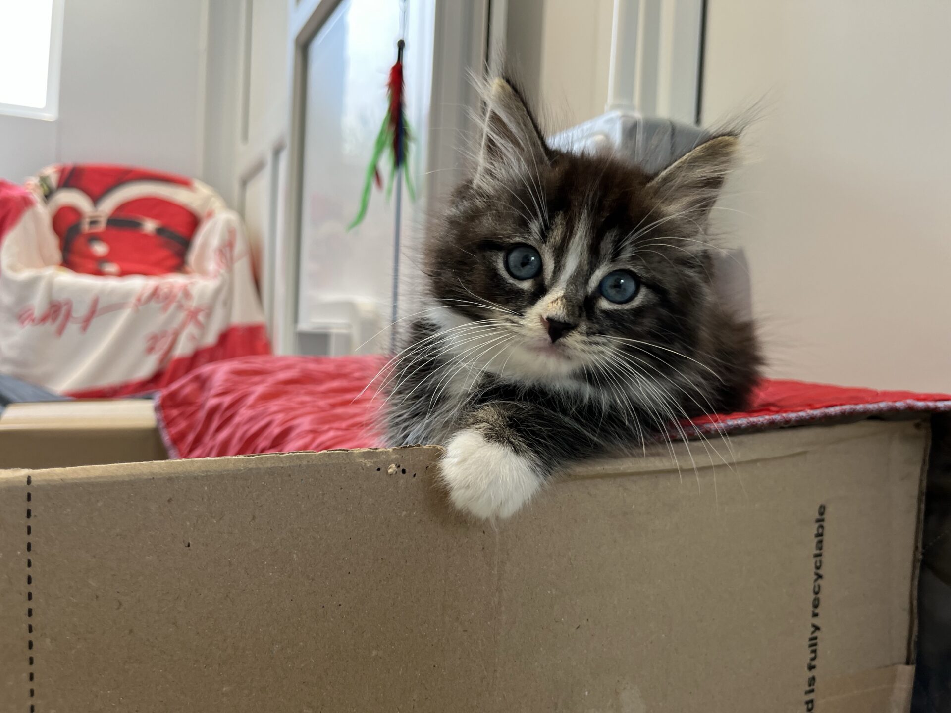 A fluffy black and white kitten with blue eyes rests its paw on the edge of a cardboard box, with a red blanket and patterned cushion in the background.