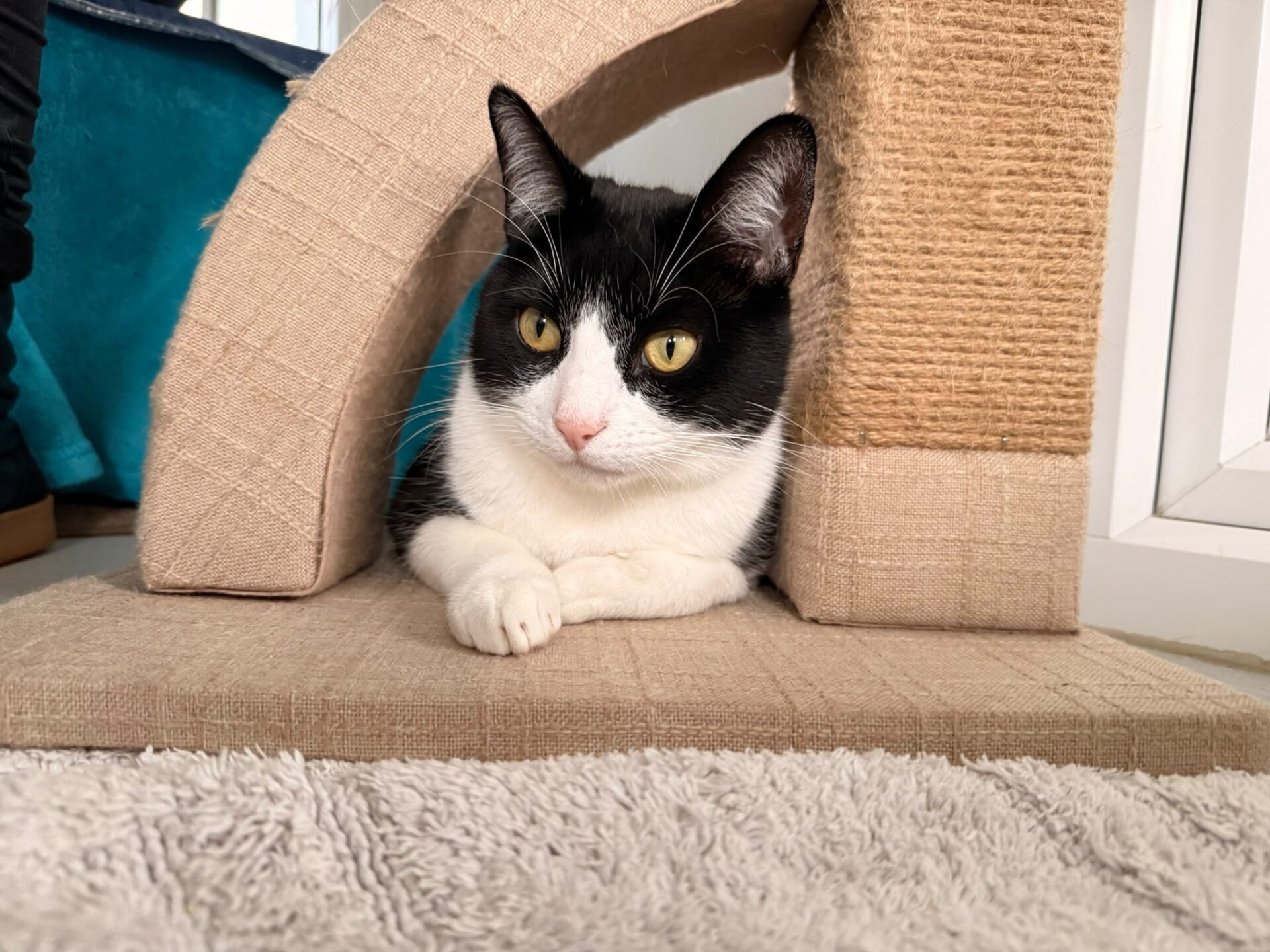 A black and white cat resting inside a small, arched sisal scratching structure.