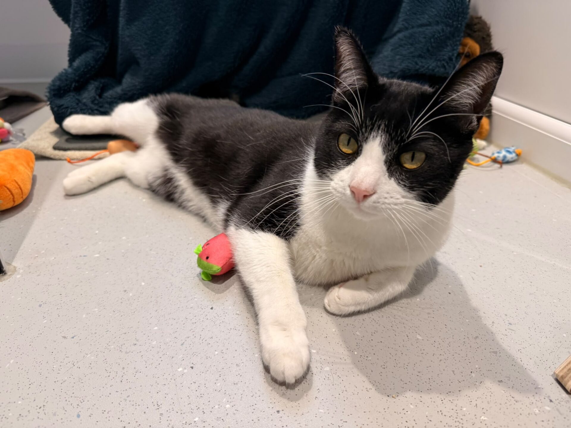 A black and white cat lying on a light-coloured floor surrounded by several small cat toys.