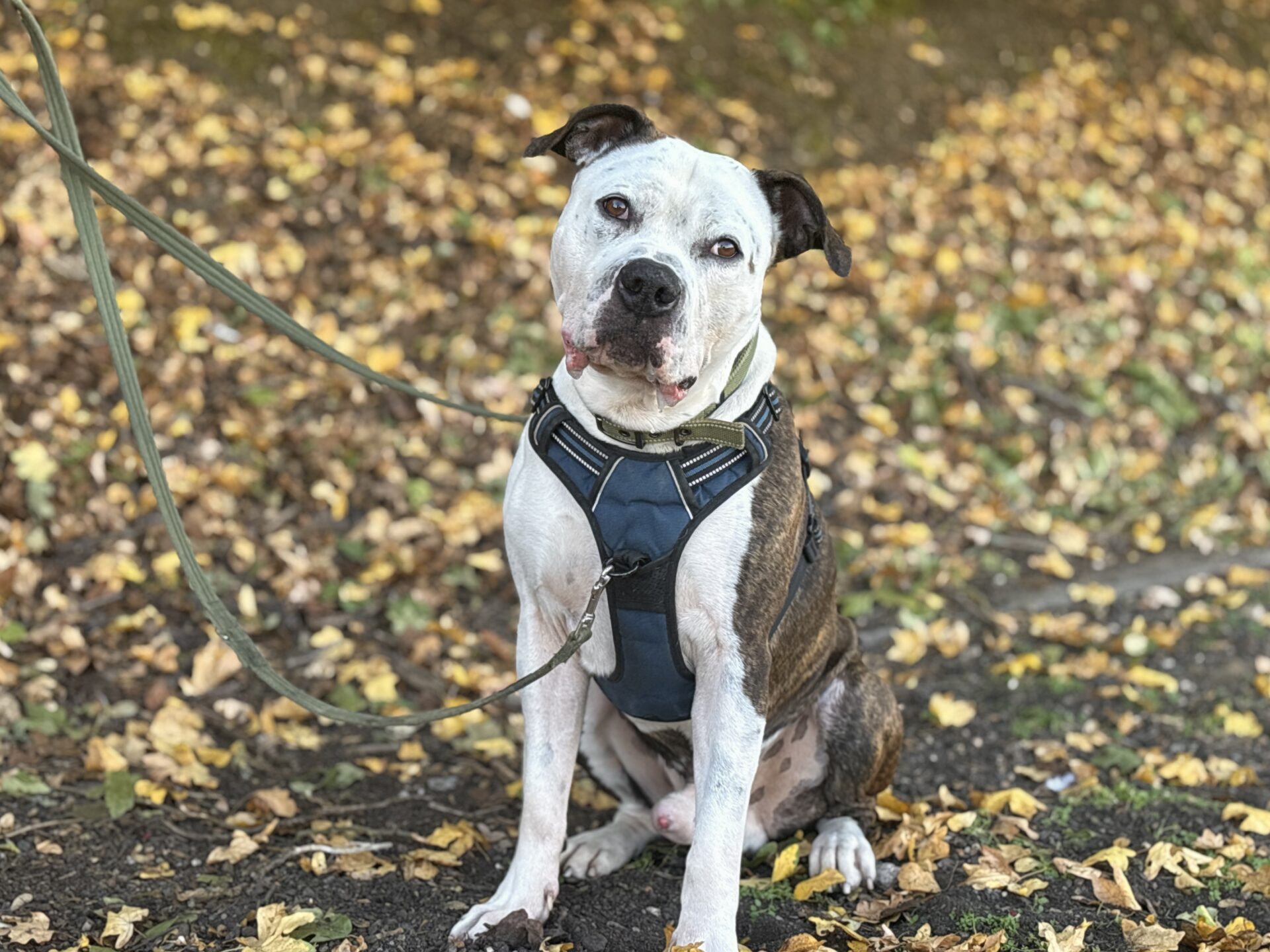 A white and brindle dog wearing a blue harness sits on a ground covered with autumn leaves.