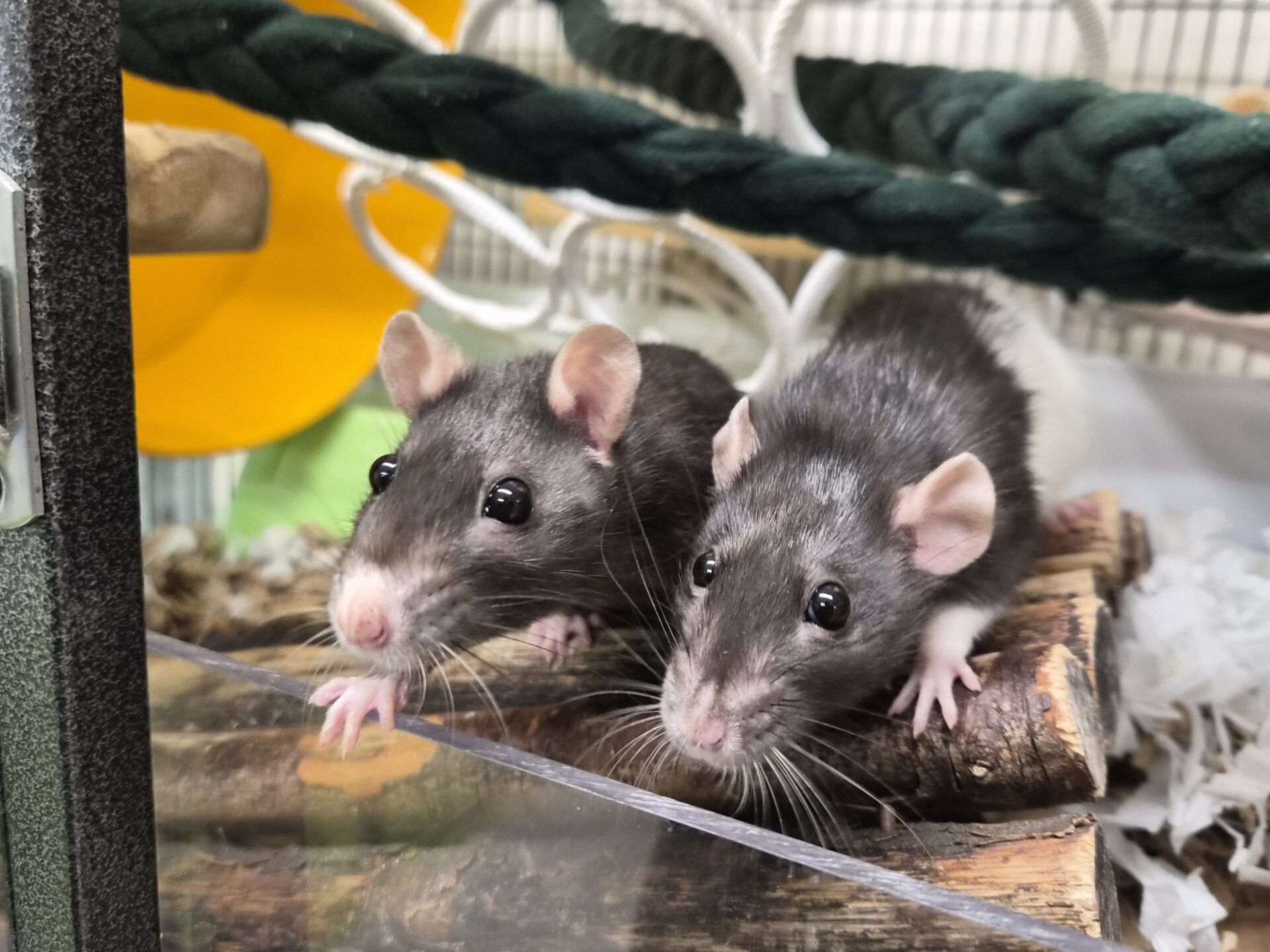 Two black and white pet rats sitting on a wooden platform inside a wire cage.