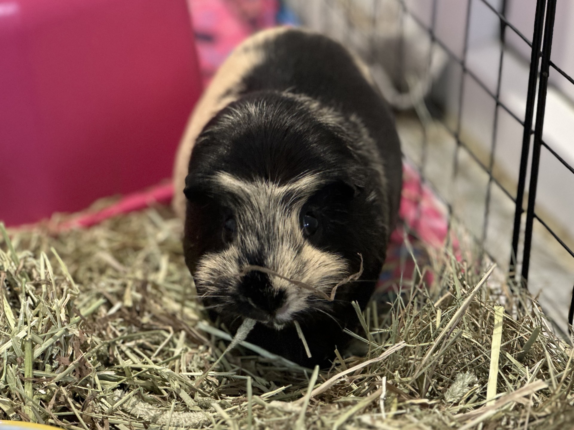 A black and tan guinea pig eating hay in its enclosure.