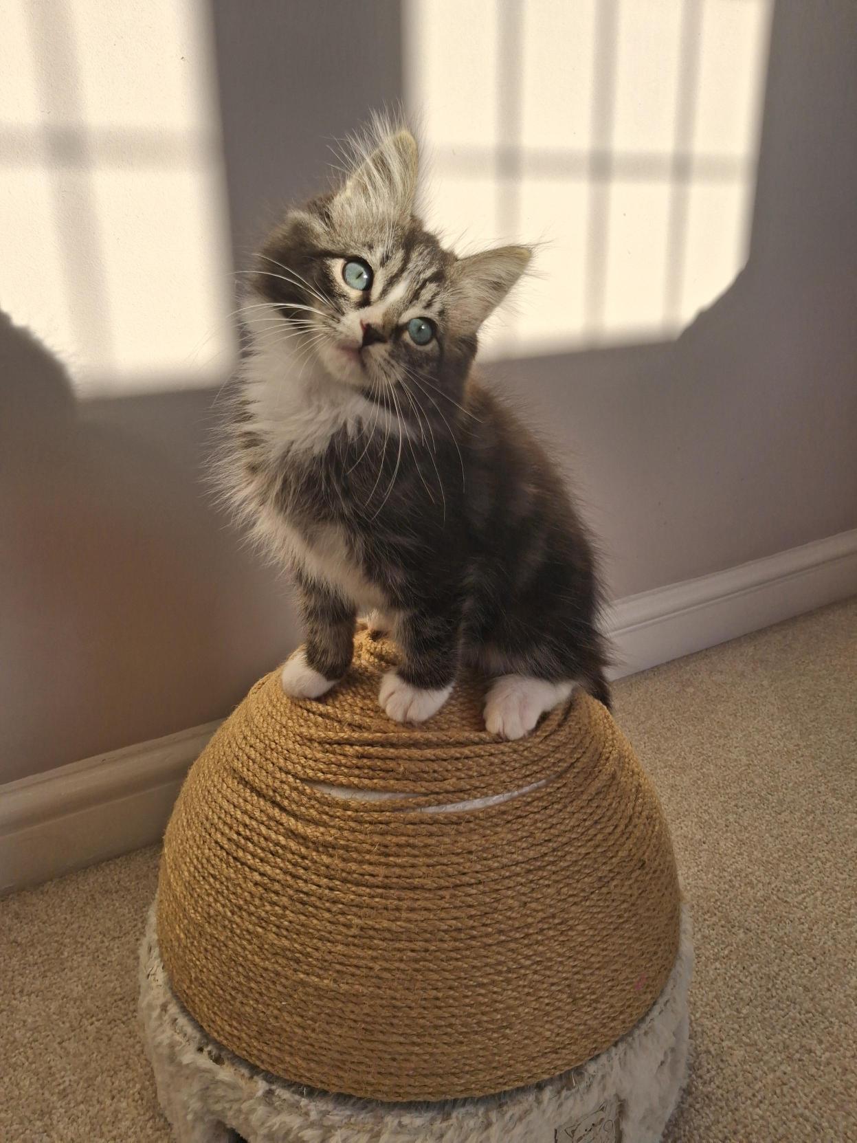 A fluffy grey and white kitten with blue eyes sits on a round, rope-covered stool, looking up with its head tilted. Sunlight and window shadows fall on the wall behind.