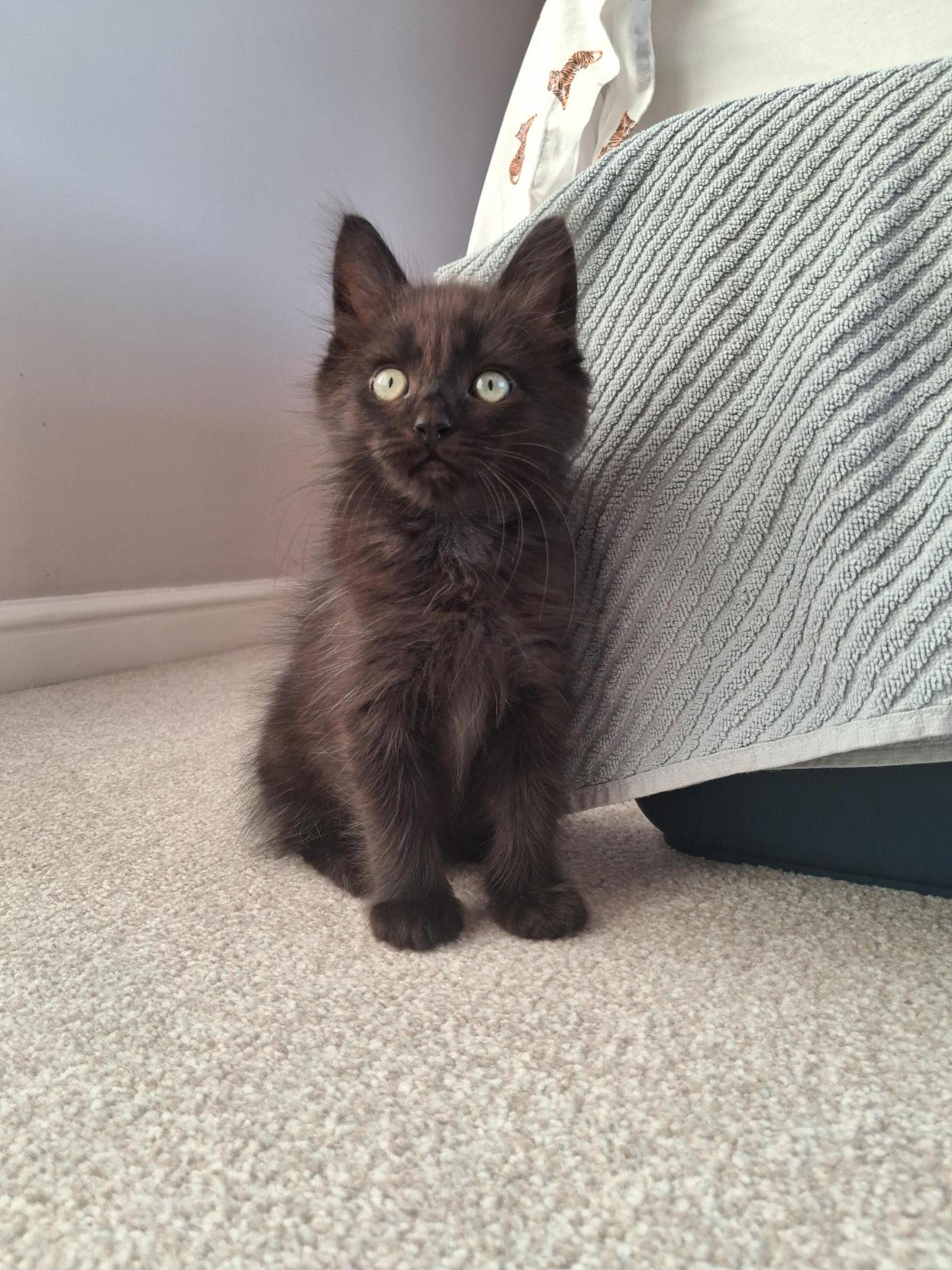A fluffy black kitten with bright green eyes sits on a light carpet next to a bed with a textured blue-grey blanket draped over the side.