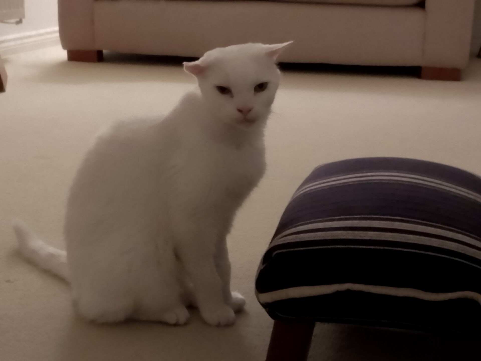 A white cat with flattened ears sits on a carpet next to a small, striped stool.