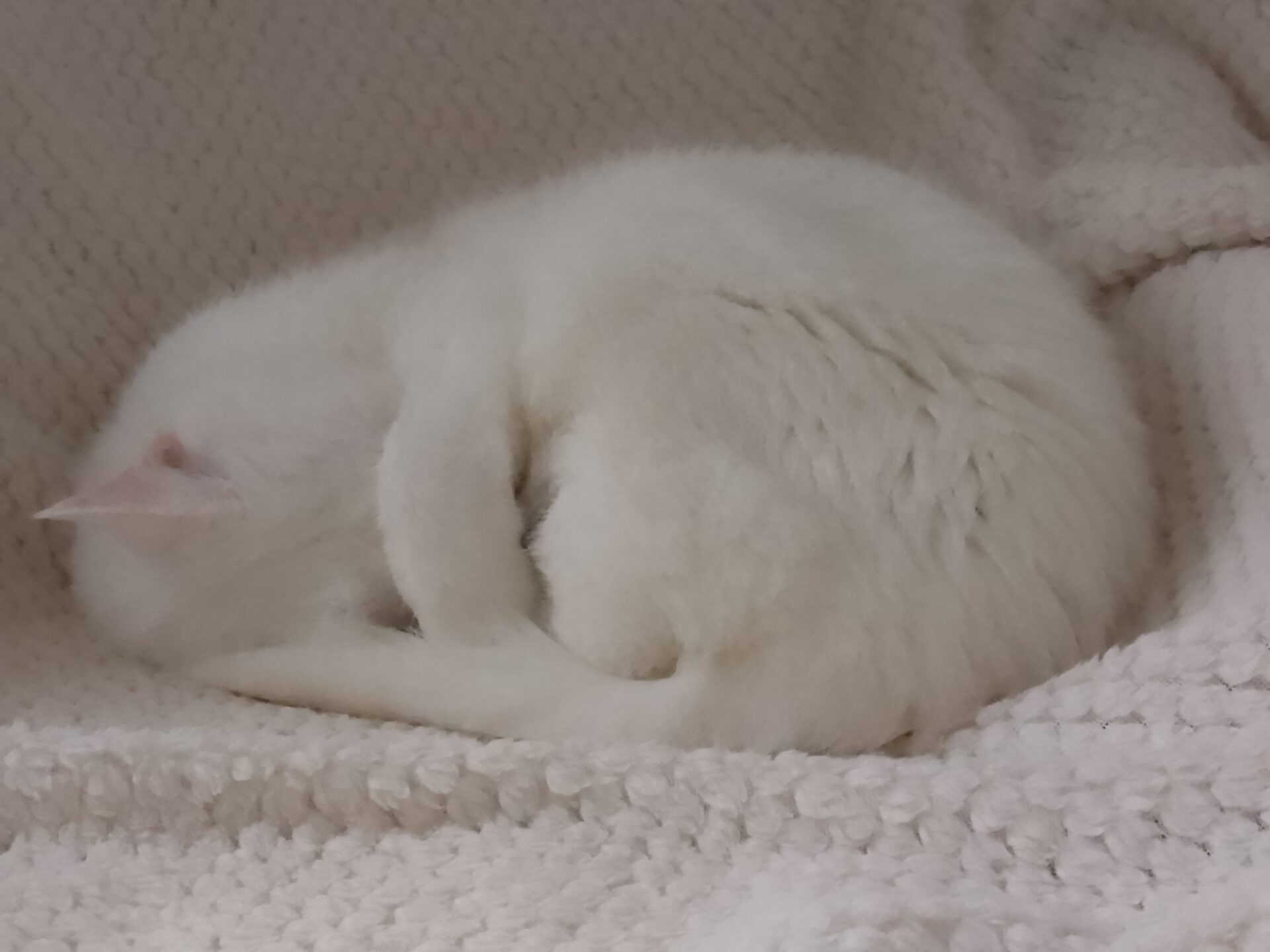 A white cat curled into a ball whilst sleeping on a white blanket.