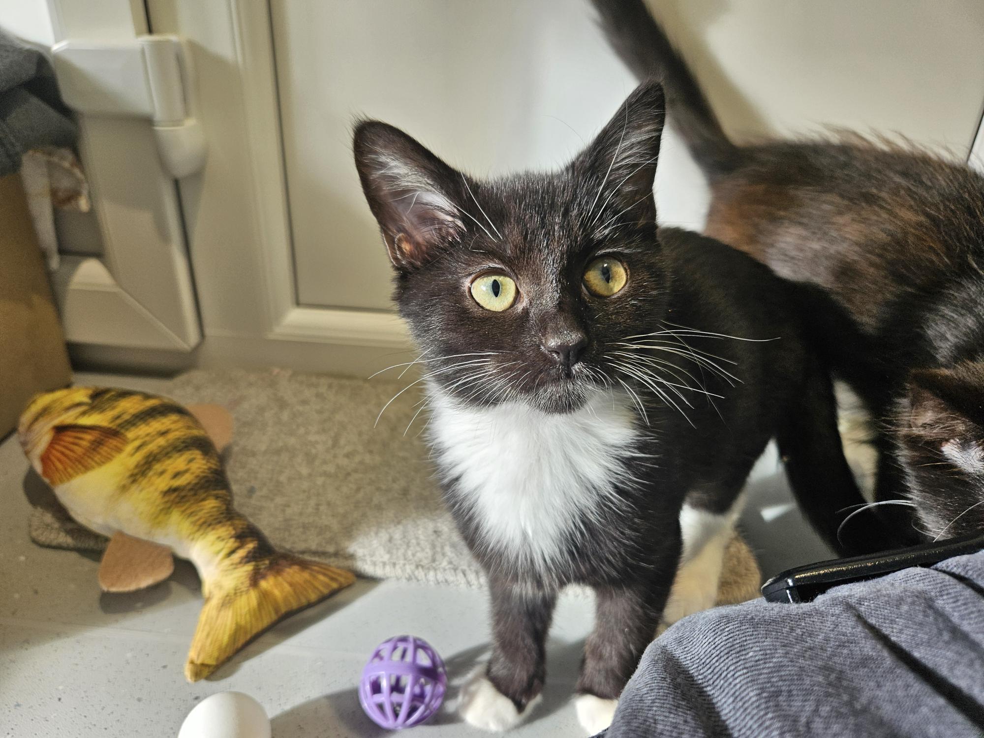 A black kitten with a white chest and paws looks towards the camera, standing near a fish-shaped cat toy and a purple plastic ball.