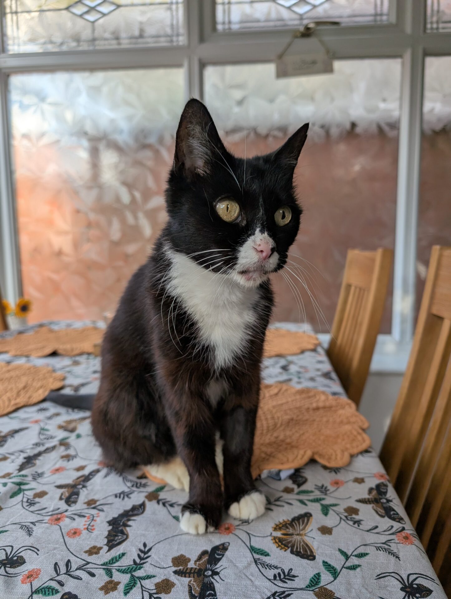 A black and white cat with yellow eyes sits on a patterned tablecloth in a bright room with wooden chairs and frosted windows in the background.