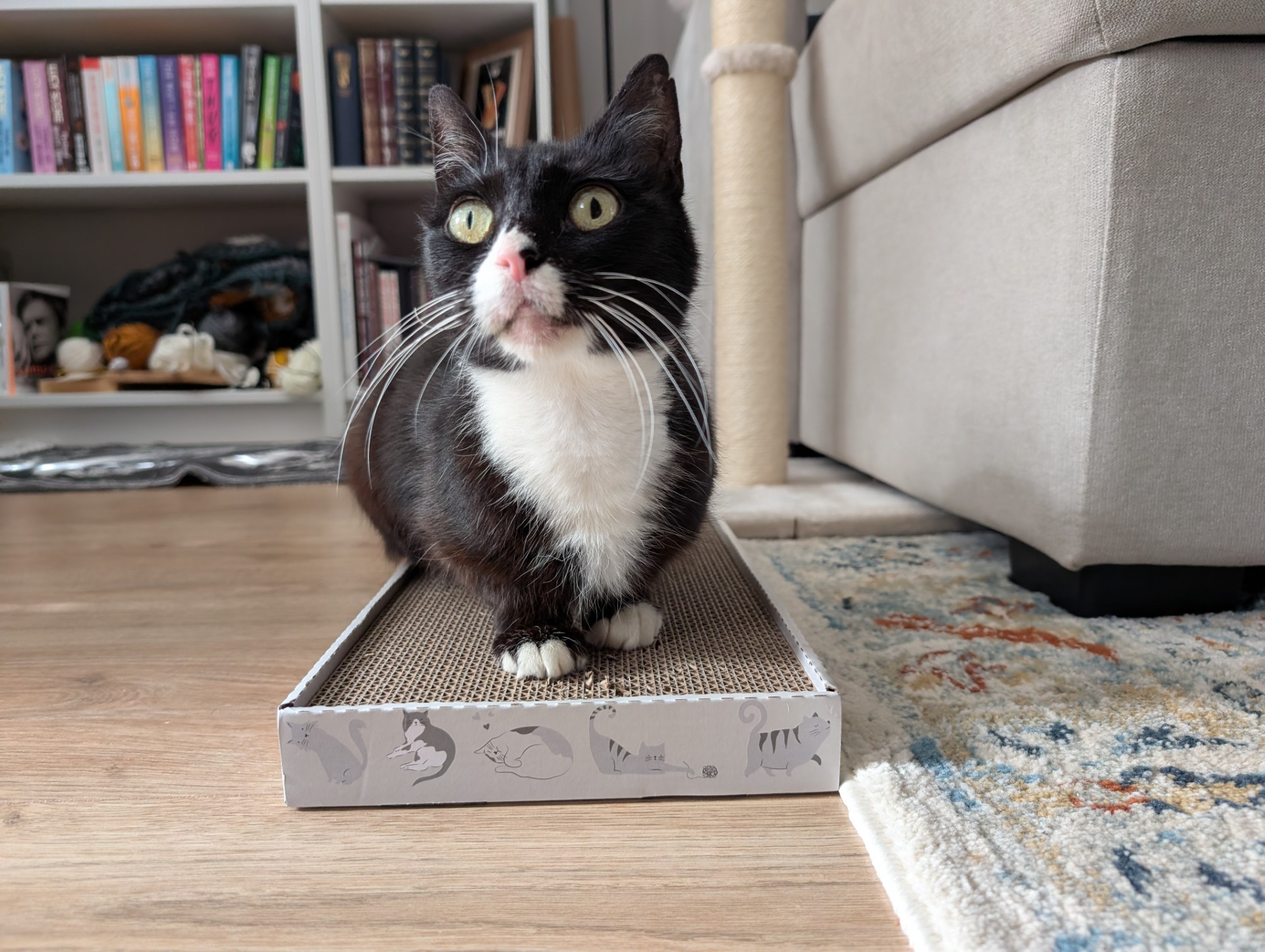 A black and white cat sits on a cardboard scratcher near a beige sofa. Bookcases and a cat tree are in the background, with sunlight streaming into the cosy room.