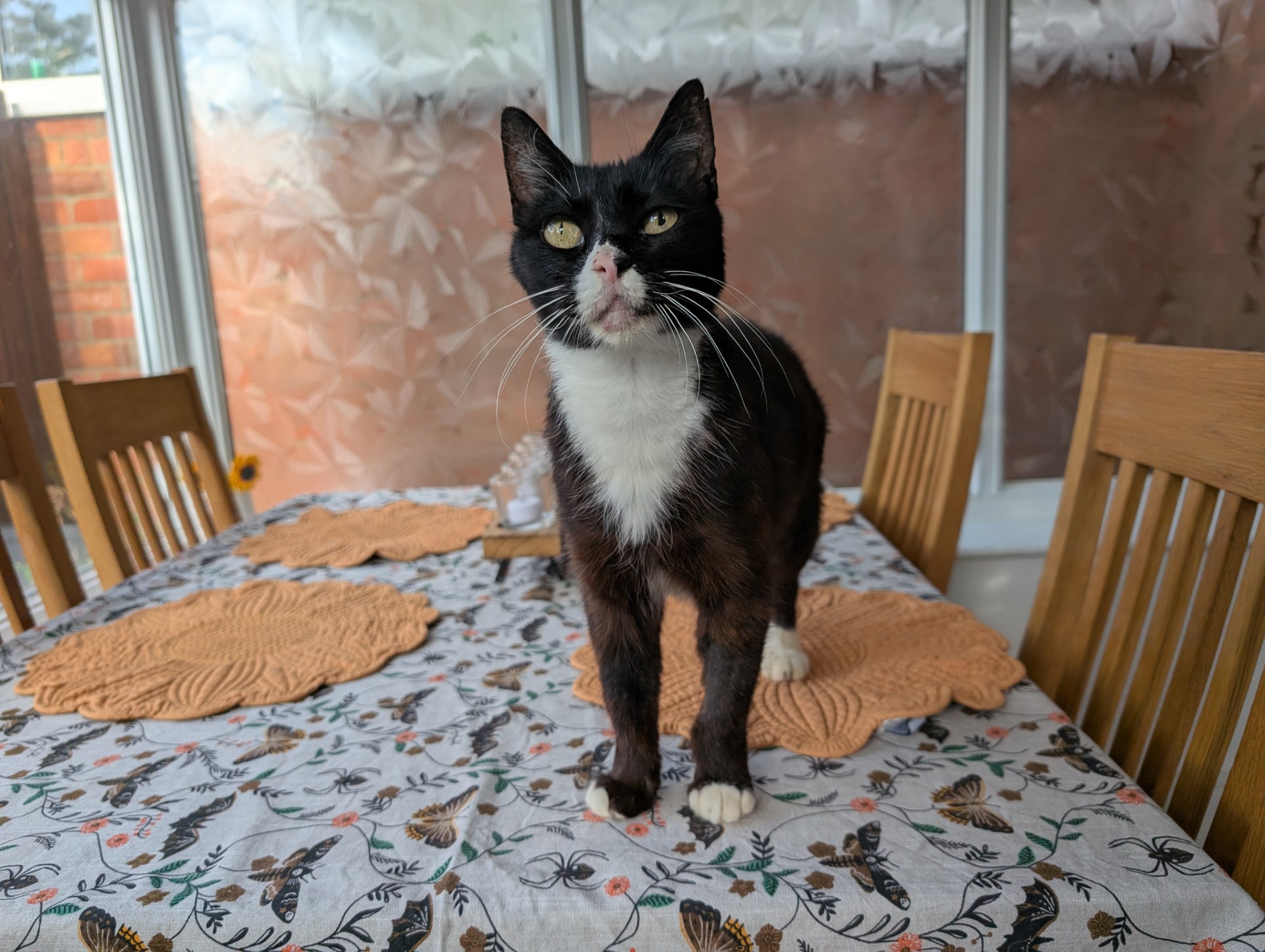 A black and white cat stands on a dining table with a patterned tablecloth and round orange place mats. Wooden chairs surround the table, and frosted windows are in the background.