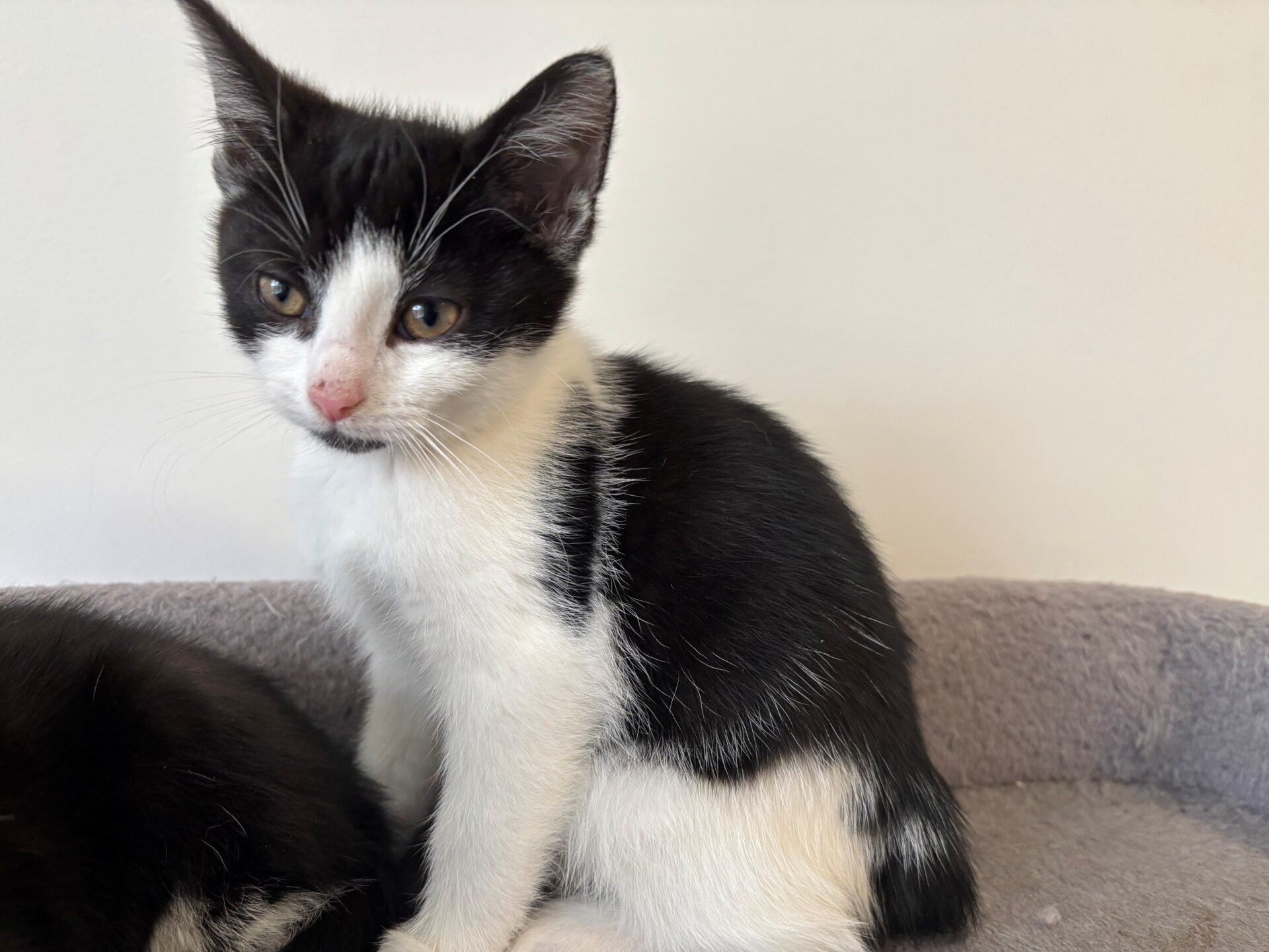 A black and white kitten sitting on a grey surface.