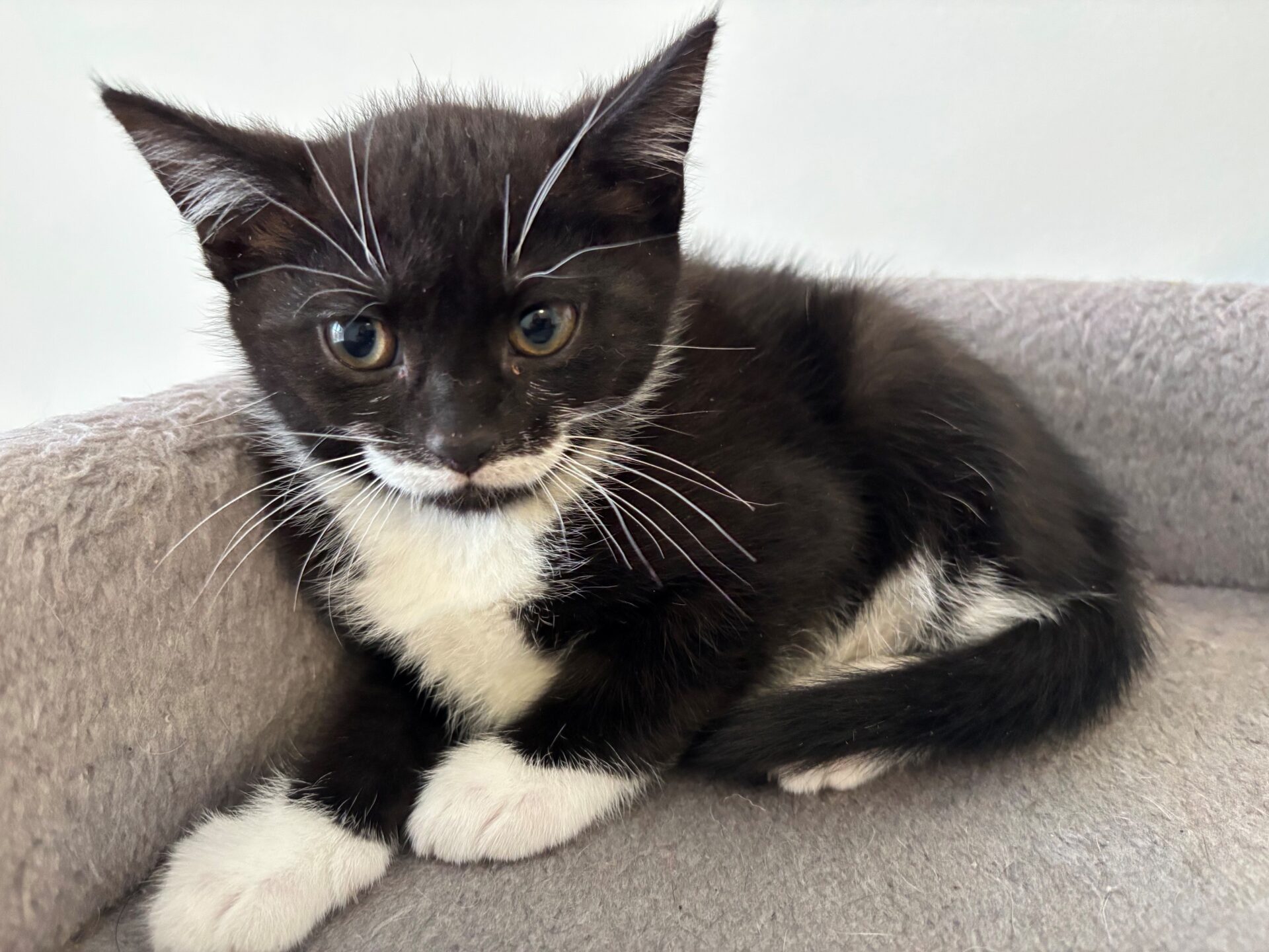 A black and white kitten with long white whiskers sitting in a grey pet bed.