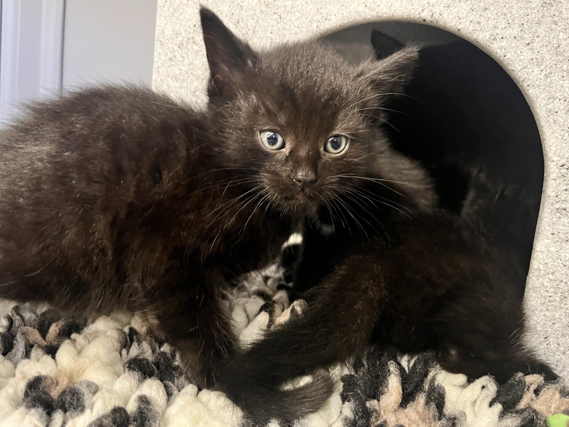 A small black kitten looking at the camera, sitting in front of a cat cave on a textured mat.