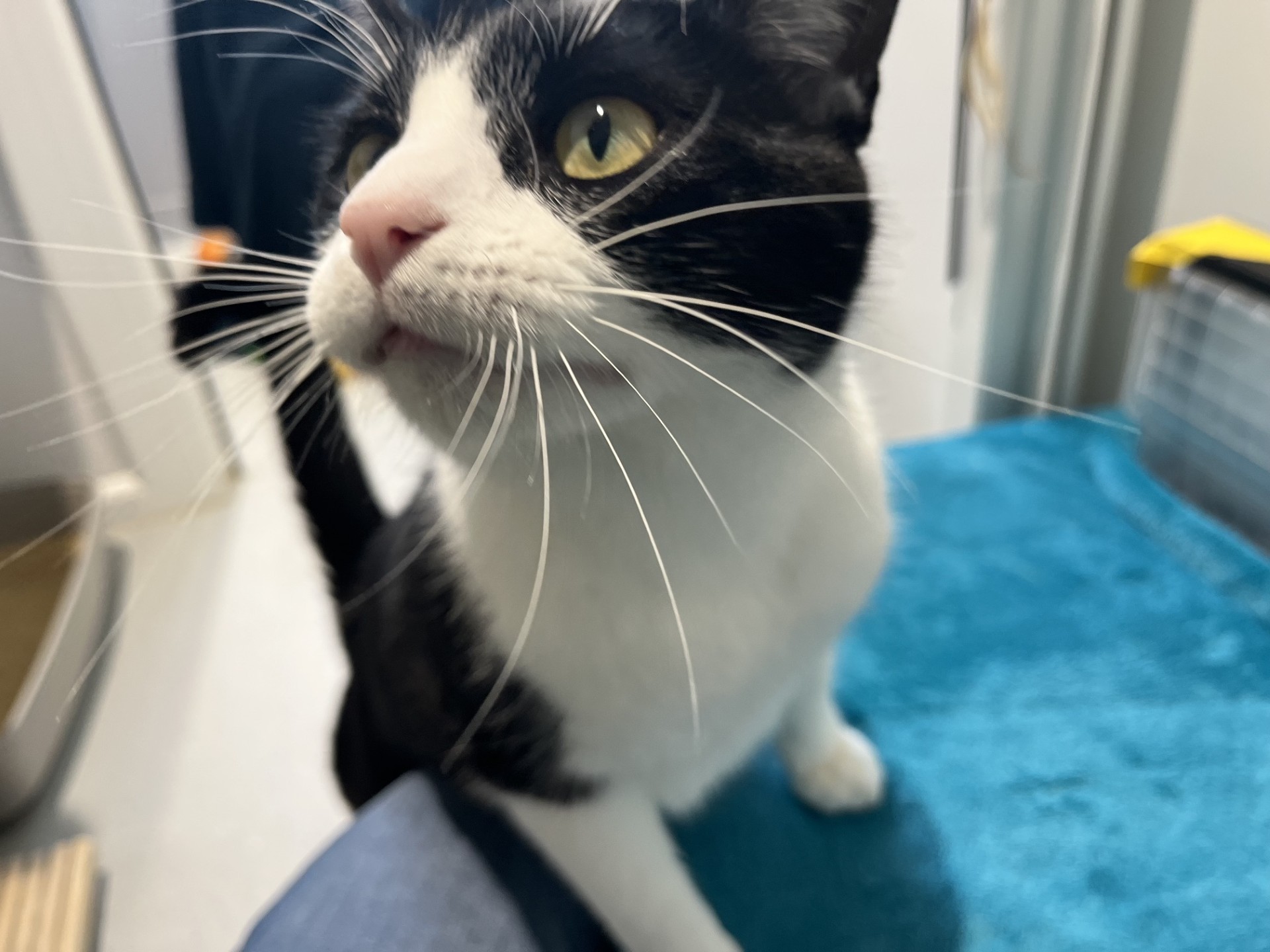 A black and white cat with long white whiskers looks upwards.