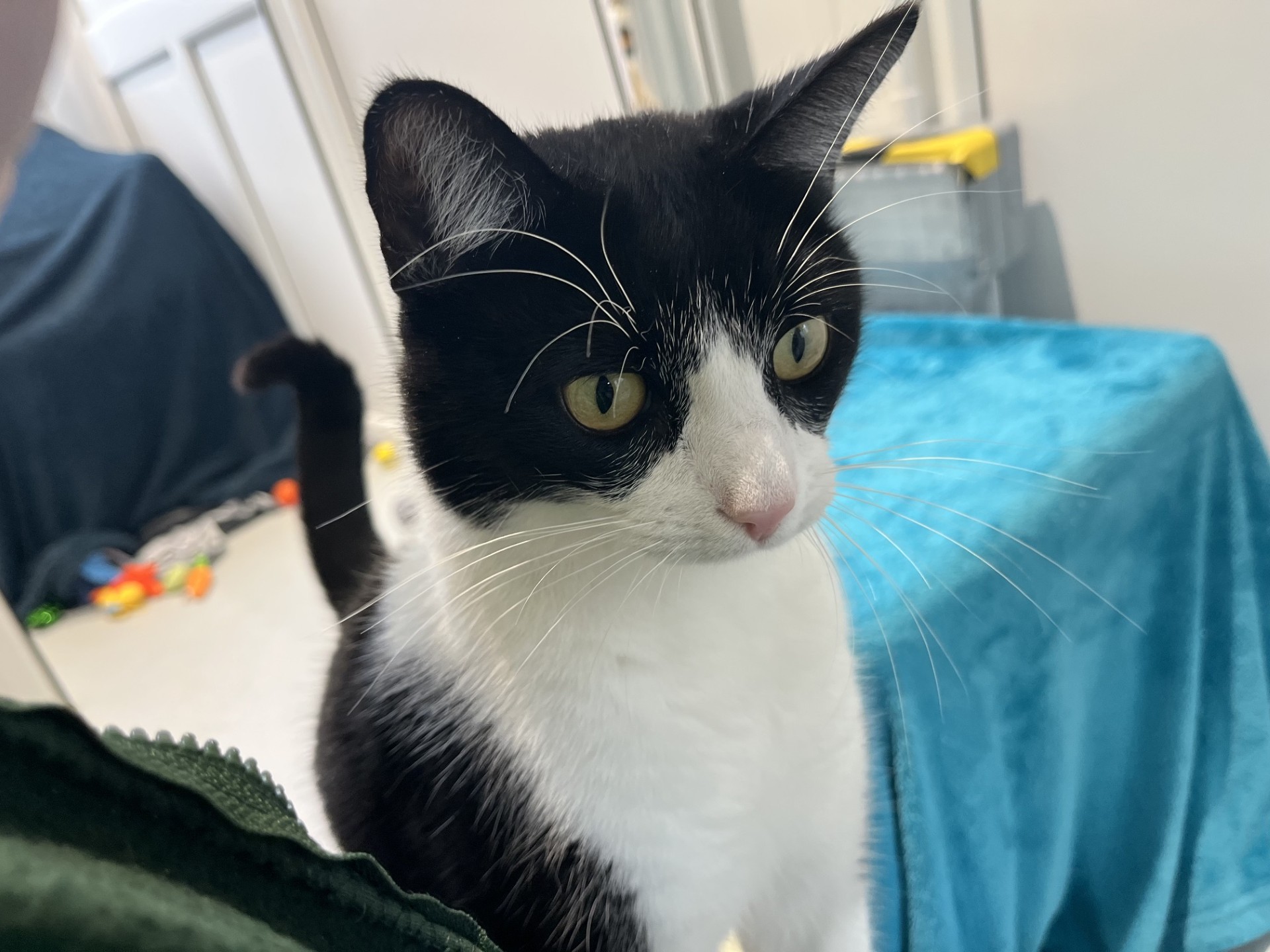 A black and white cat looking to the side.