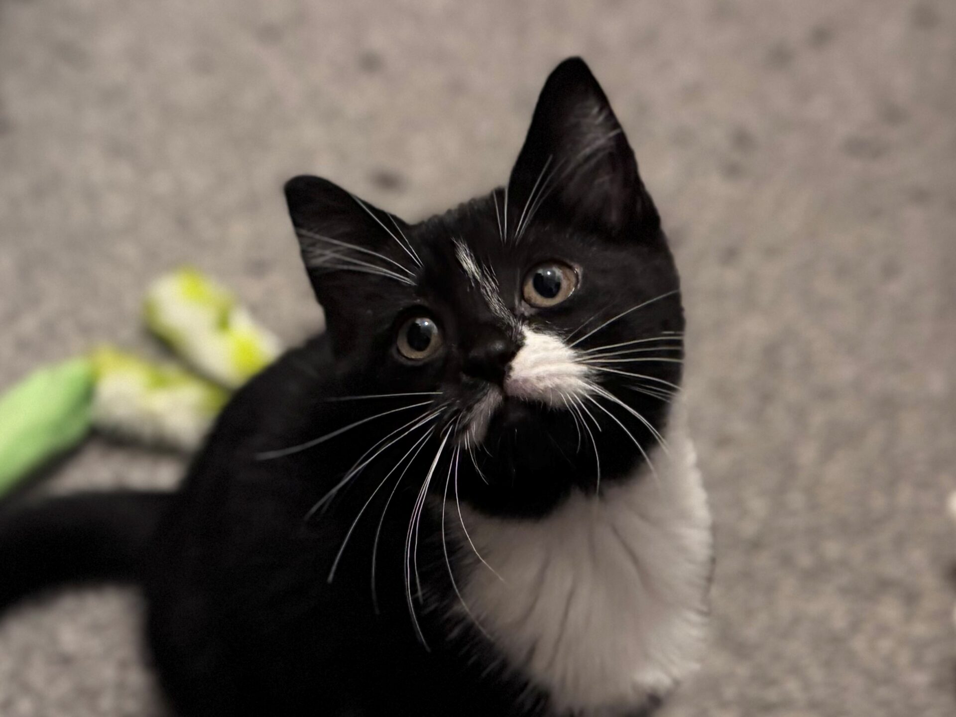 Black and white kitten looking upwards.
