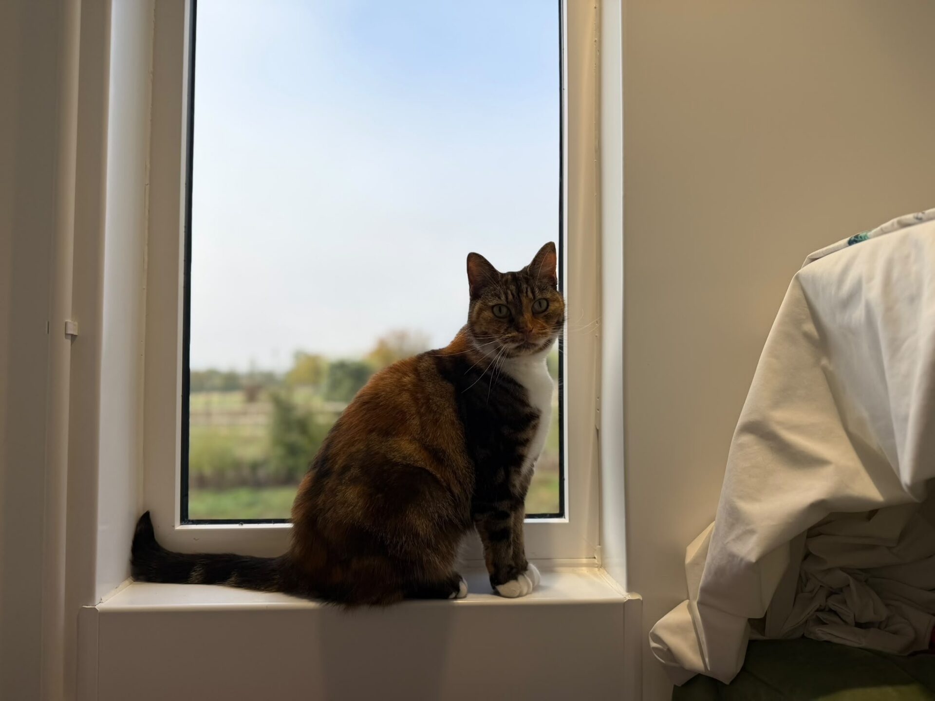 A tortoiseshell-and-white cat sitting on a windowsill, looking towards the camera.