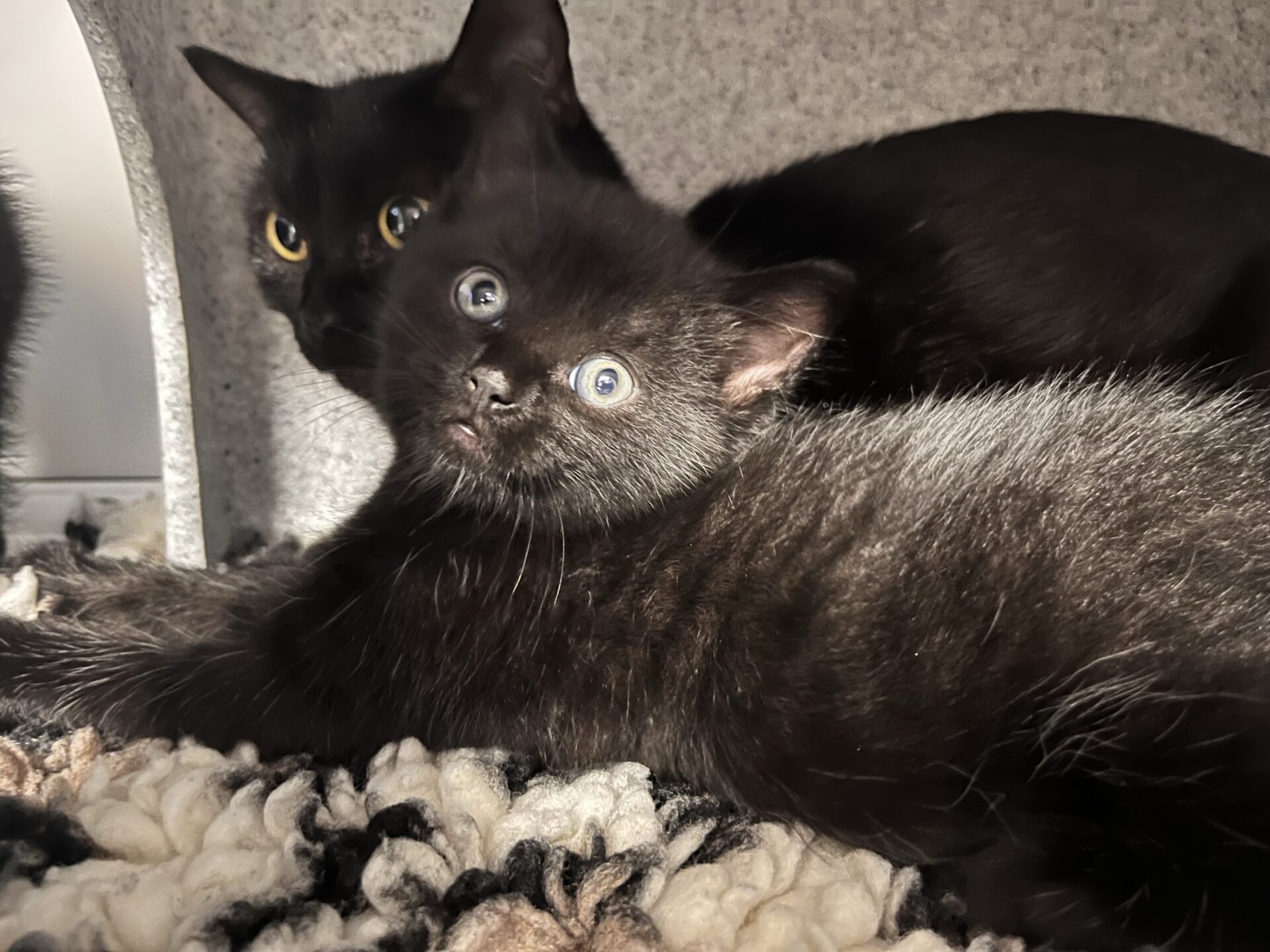 A black kitten with wide, light-coloured eyes lying in front of an adult black cat with yellow eyes.