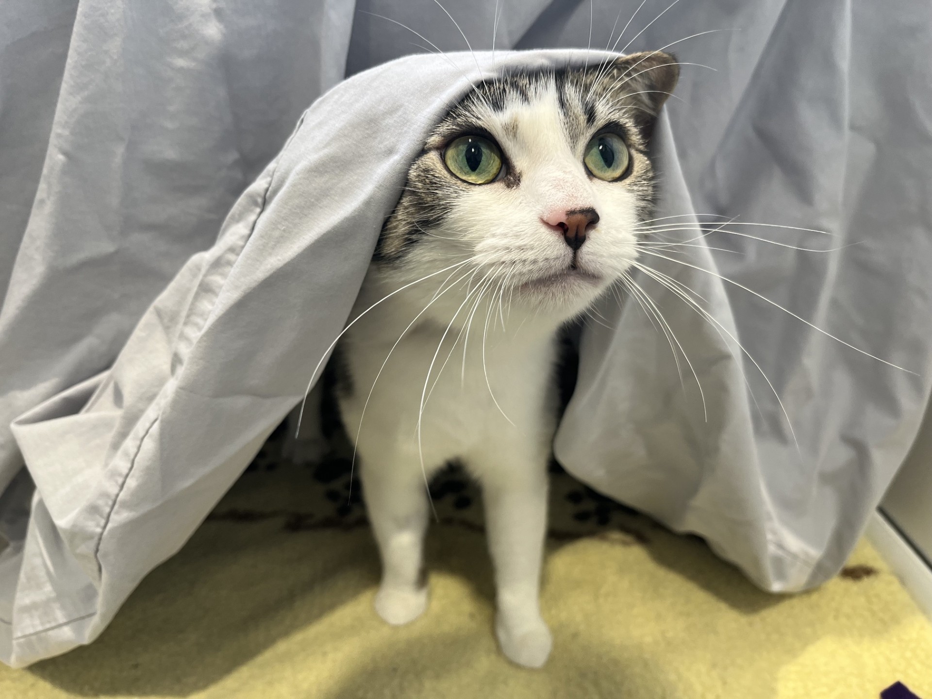 A white and grey cat peeking out from under a grey fabric sheet.