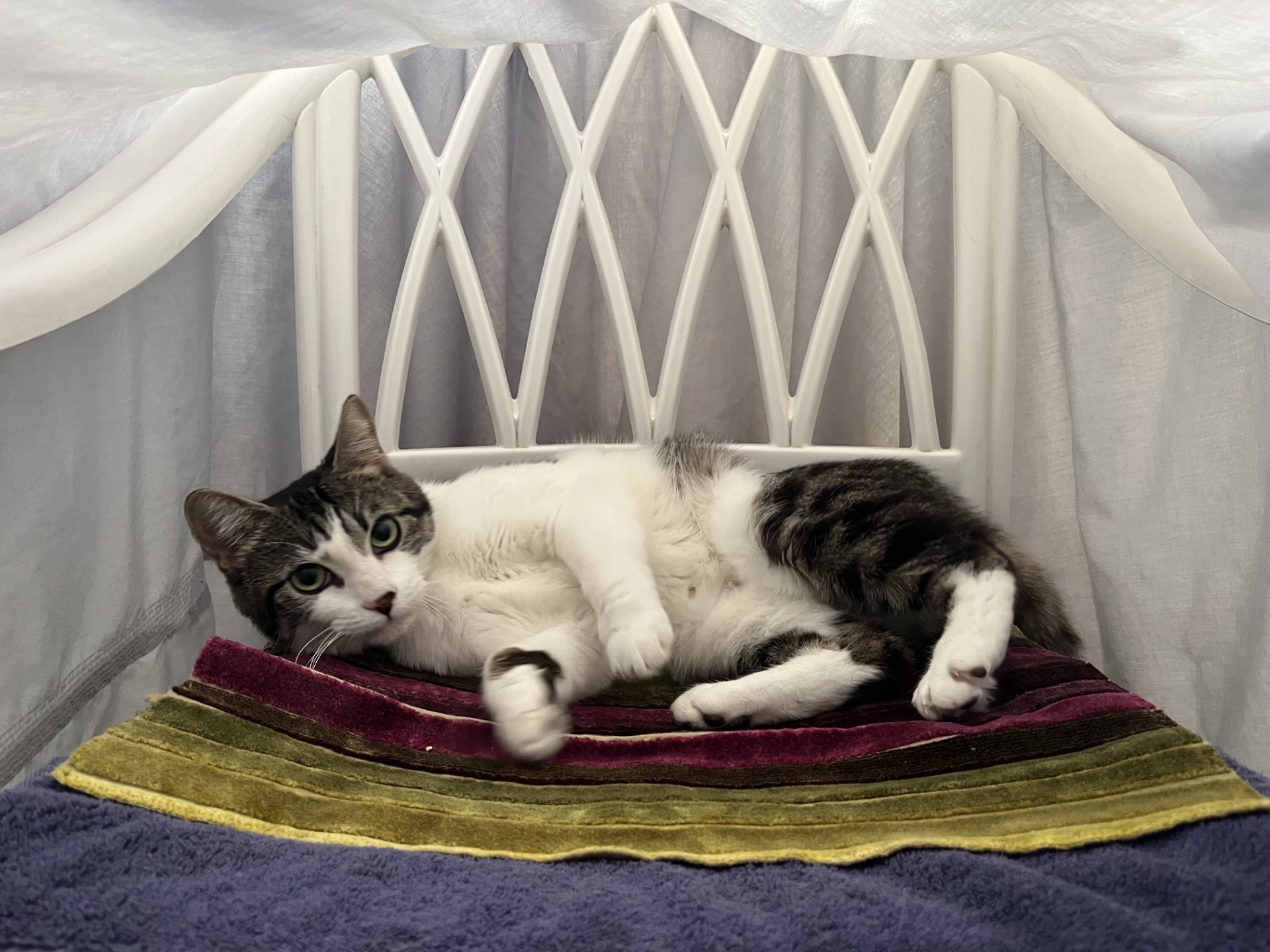 A tabby and white cat lying on a striped cushion inside a makeshift sheet den.