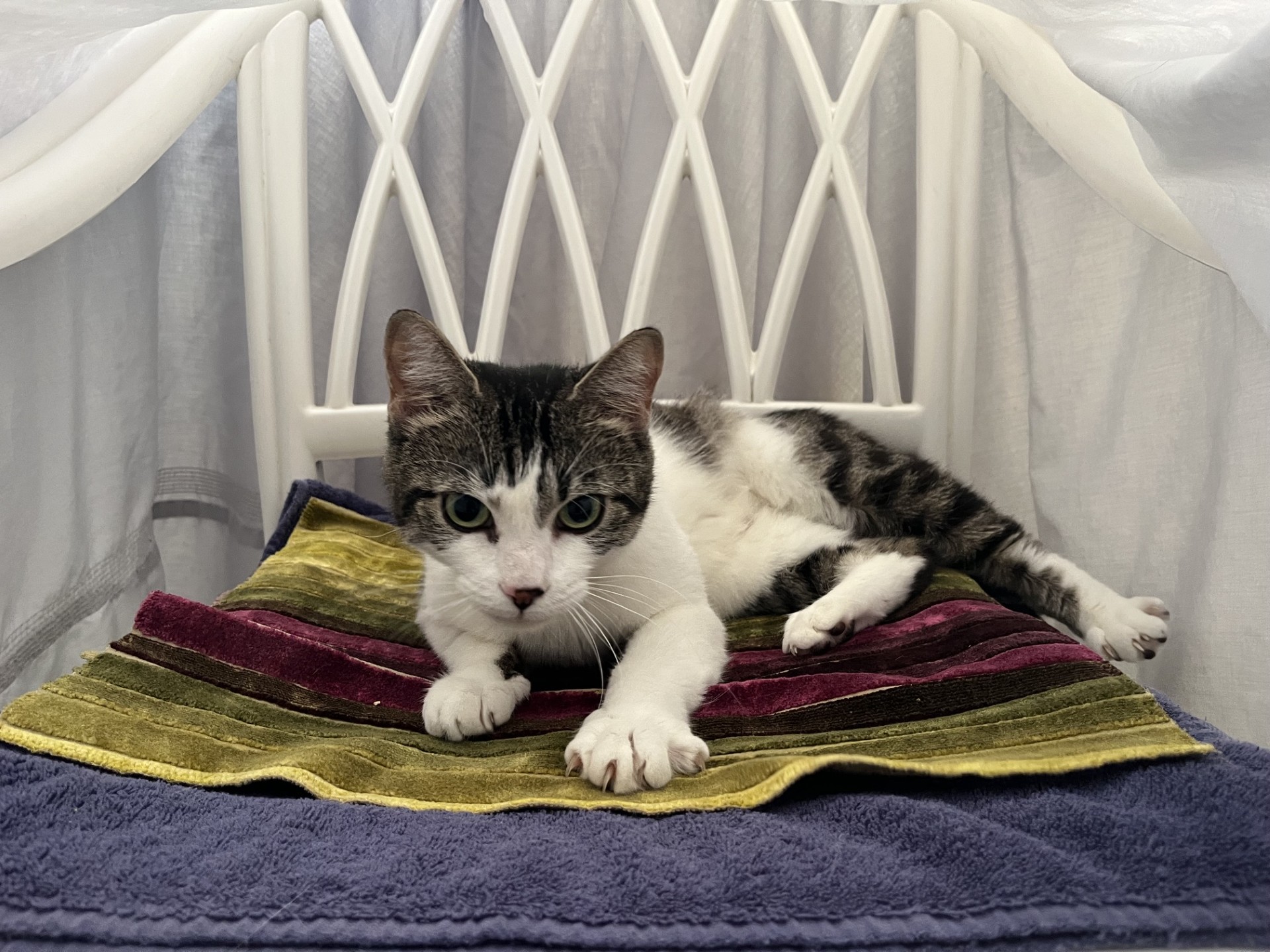 A grey and white tabby cat lying on a striped cushion on a white chair.