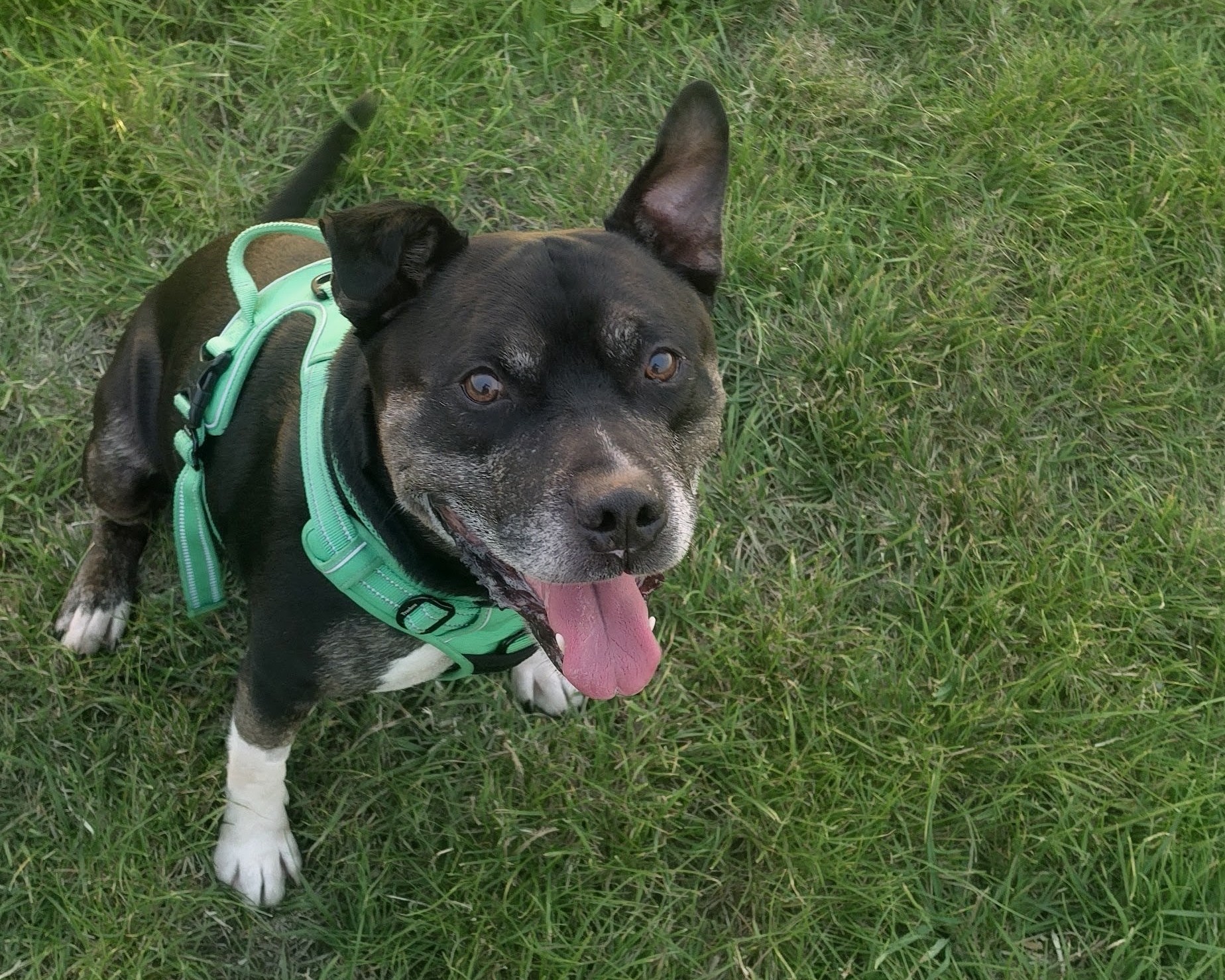 Black and white dog wearing a green harness sits on grass, looking up with mouth open and tongue out, appearing happy and playful.