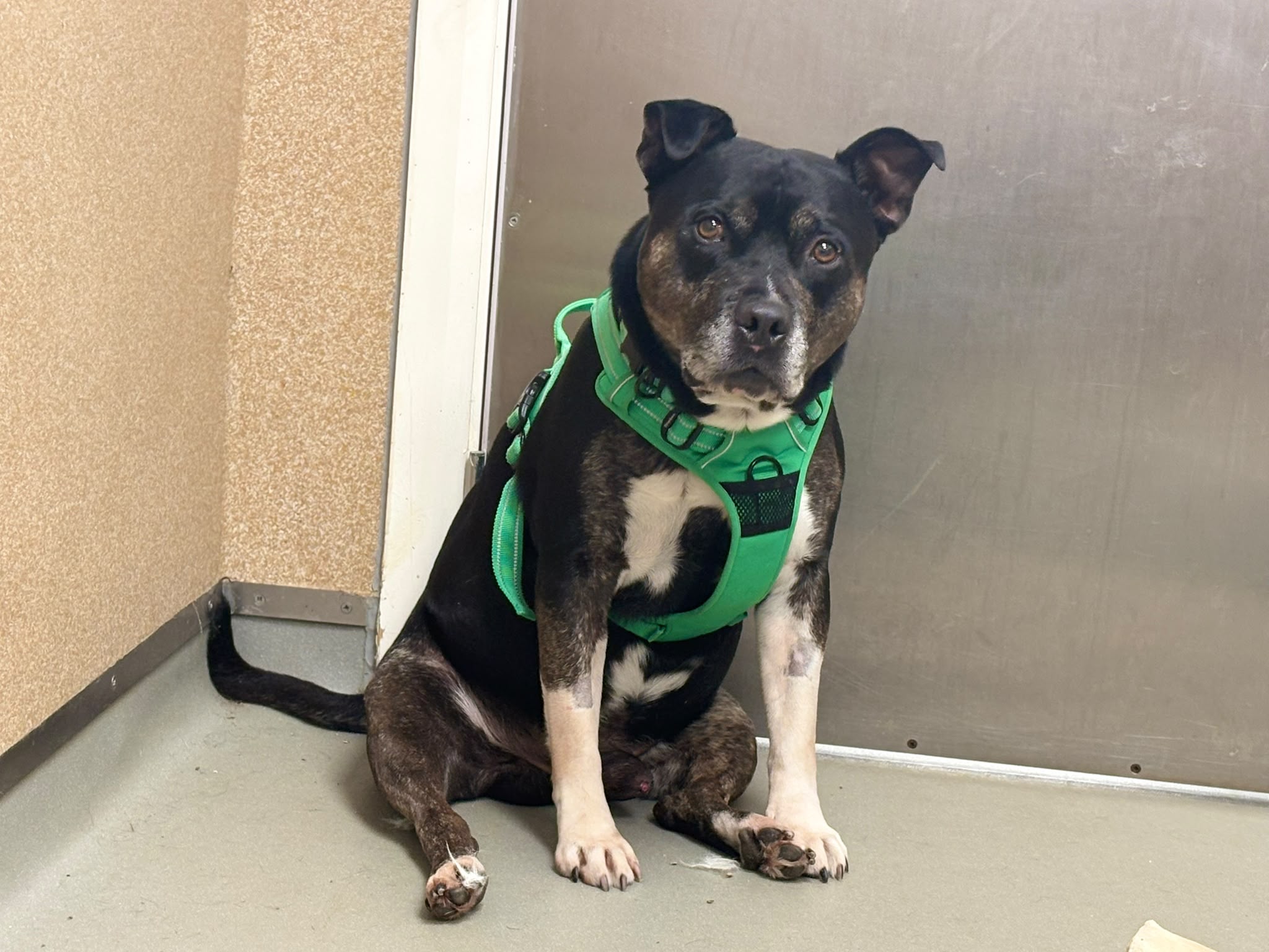A black and brown dog with white paws sits indoors on a grey floor, wearing a bright green harness and looking up at the camera with a calm expression.