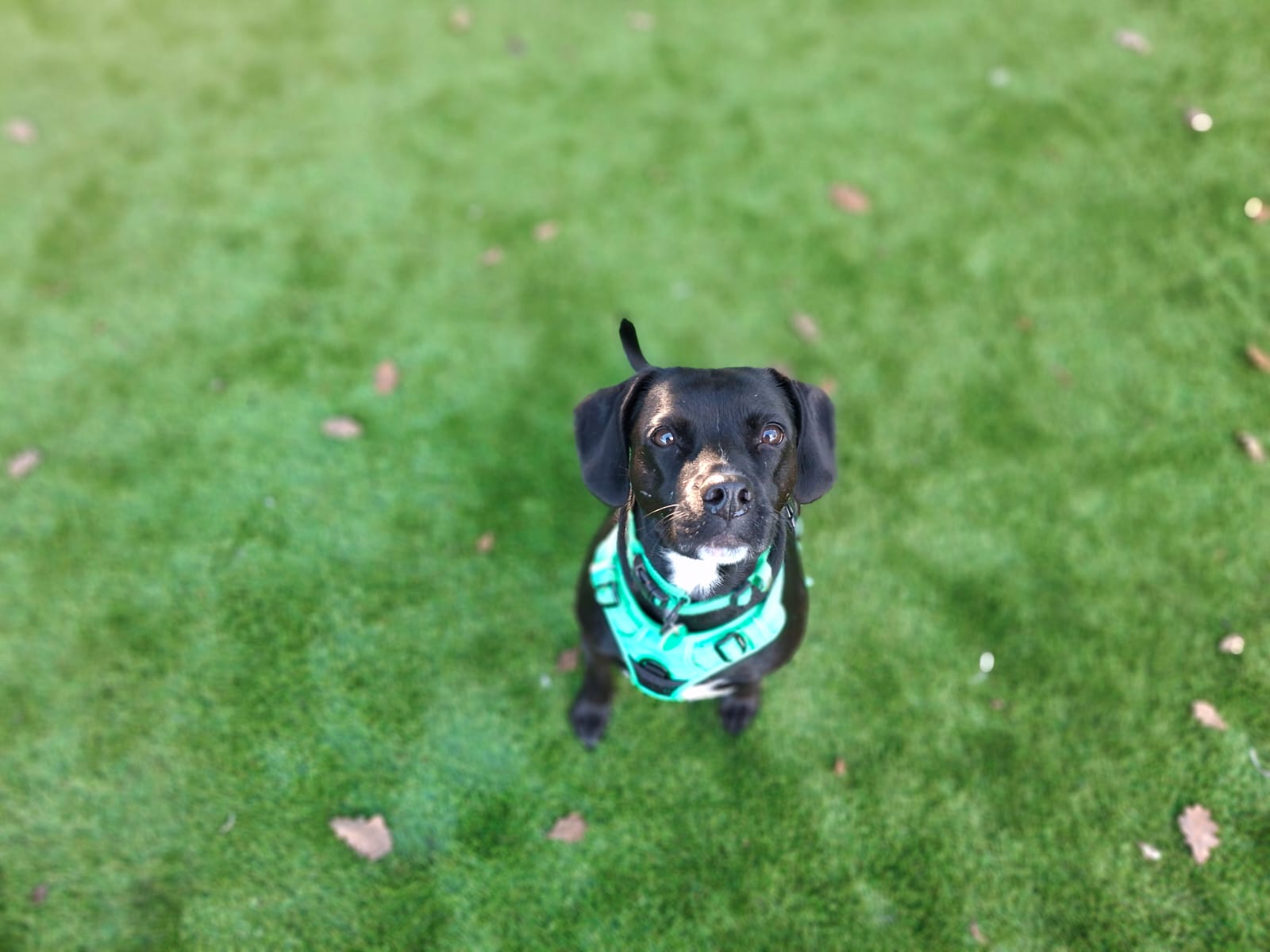 A small black dog with a white chest patch and a bright green harness sits on a green lawn, looking up at the camera.