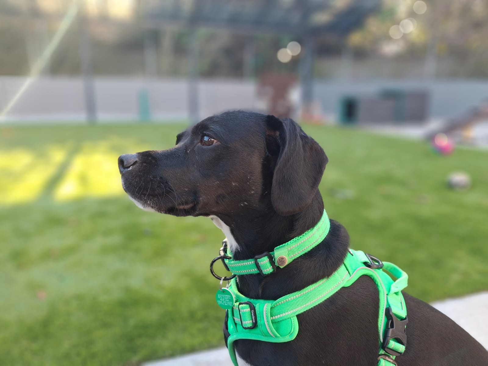 A black dog wearing a bright green collar and harness looking to the left in a grassy area.