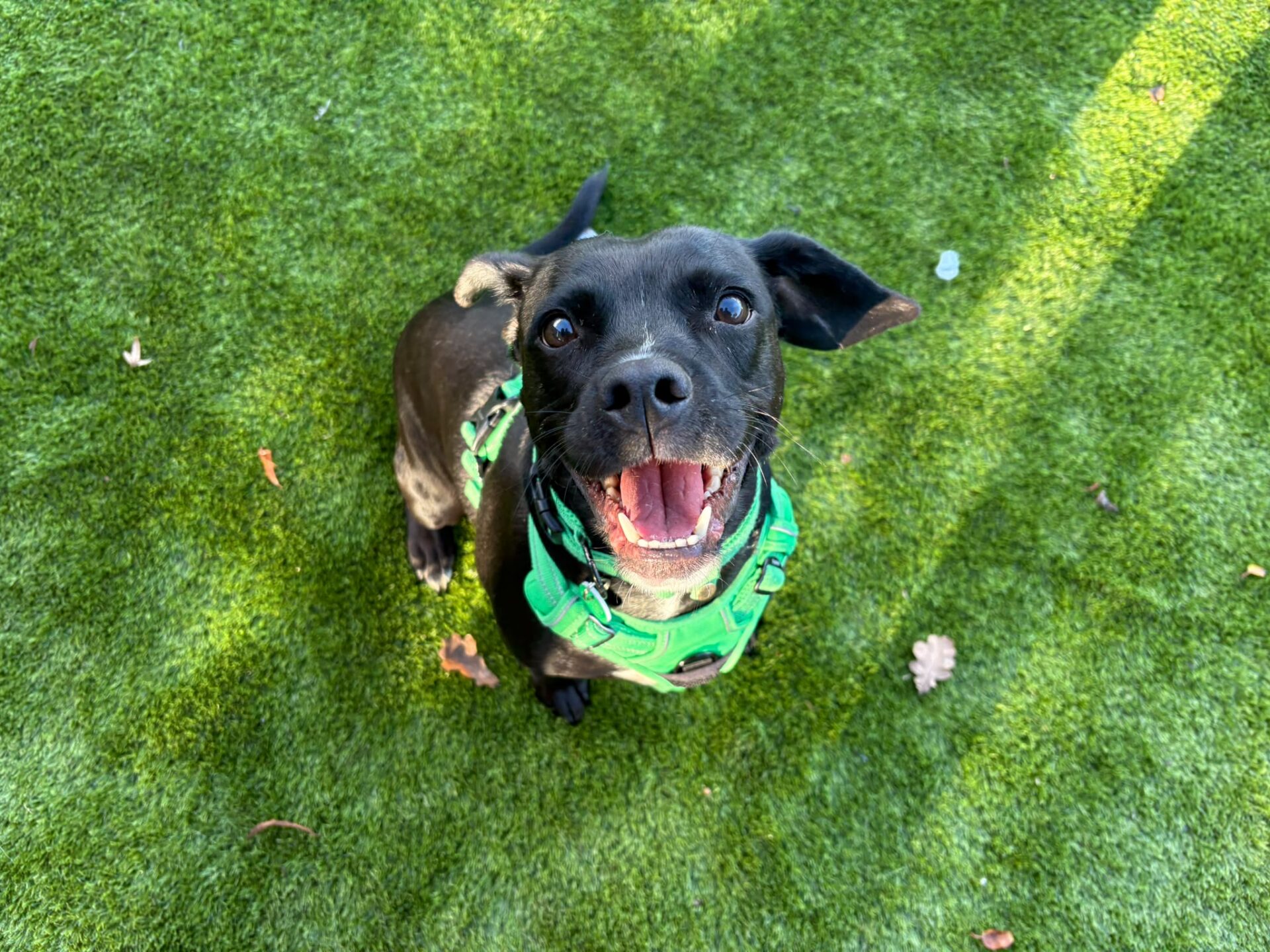 A happy black dog with a bright green harness looks up at the camera whilst standing on a grassy lawn.