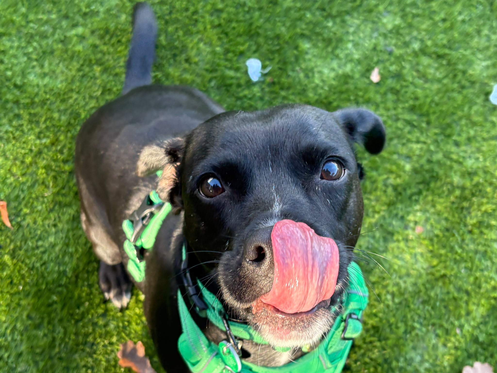 A black dog wearing a green harness licks its nose whilst looking up at the camera.