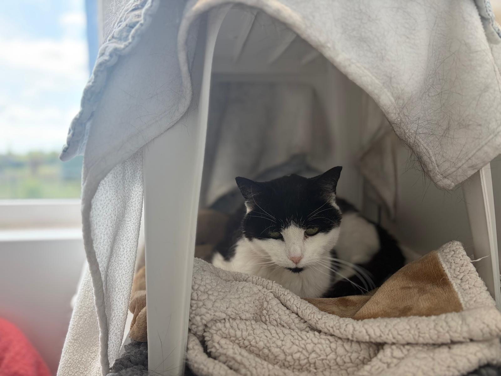 A black and white cat resting on a soft blanket inside a draped pet carrier.