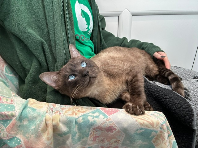 A blue-eyed Siamese-mix cat resting on a person's lap.