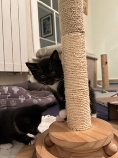 Two black and white kittens playing with a sisal rope scratching post.
