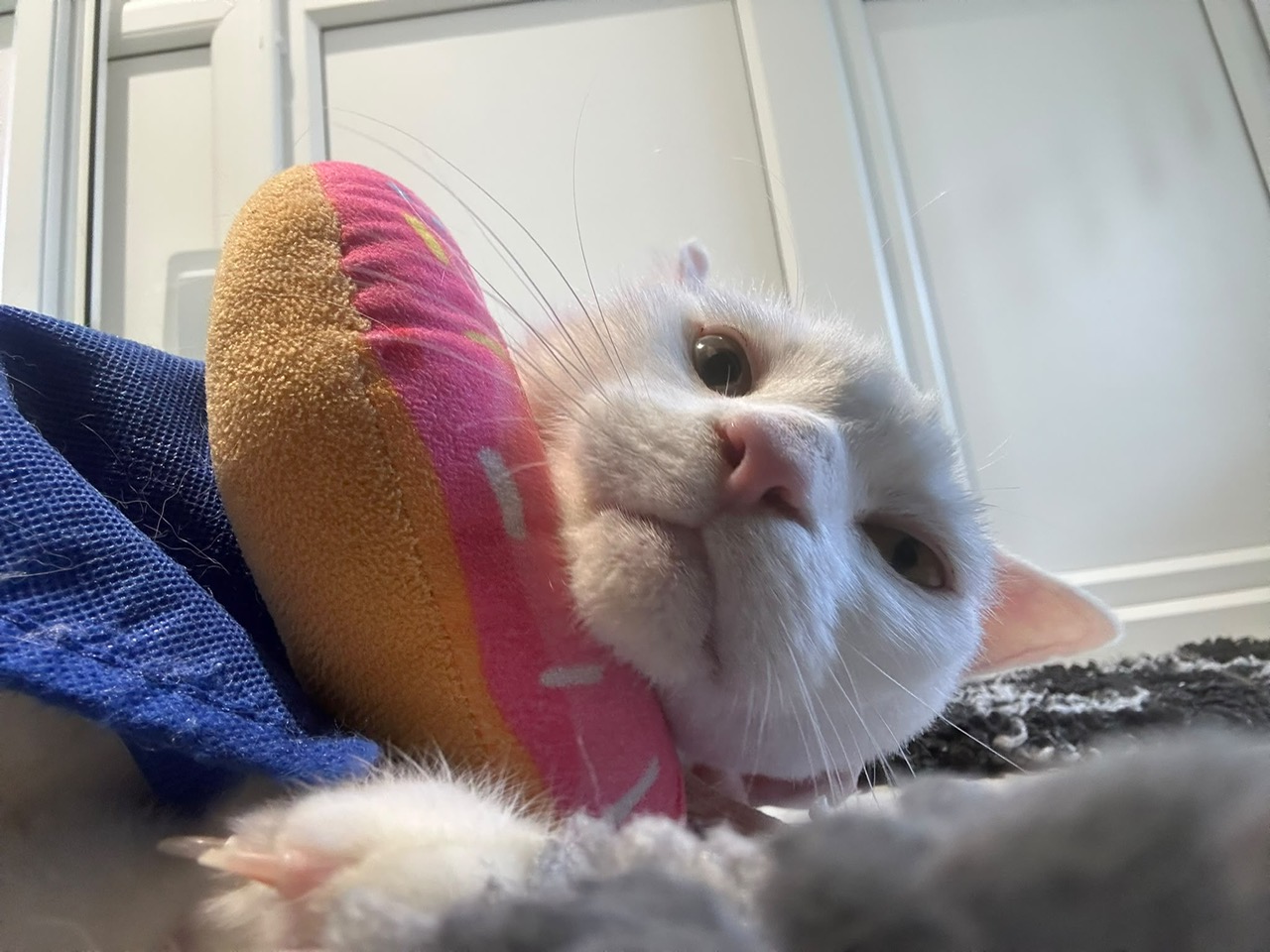 A white cat wearing a plush doughnut-shaped collar looks down at the camera.