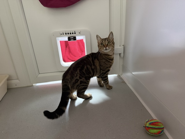 A brown tabby cat standing in front of a white cat flap.