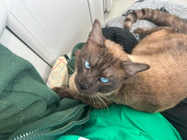 A Siamese cat with bright blue eyes resting on a pile of green clothing.