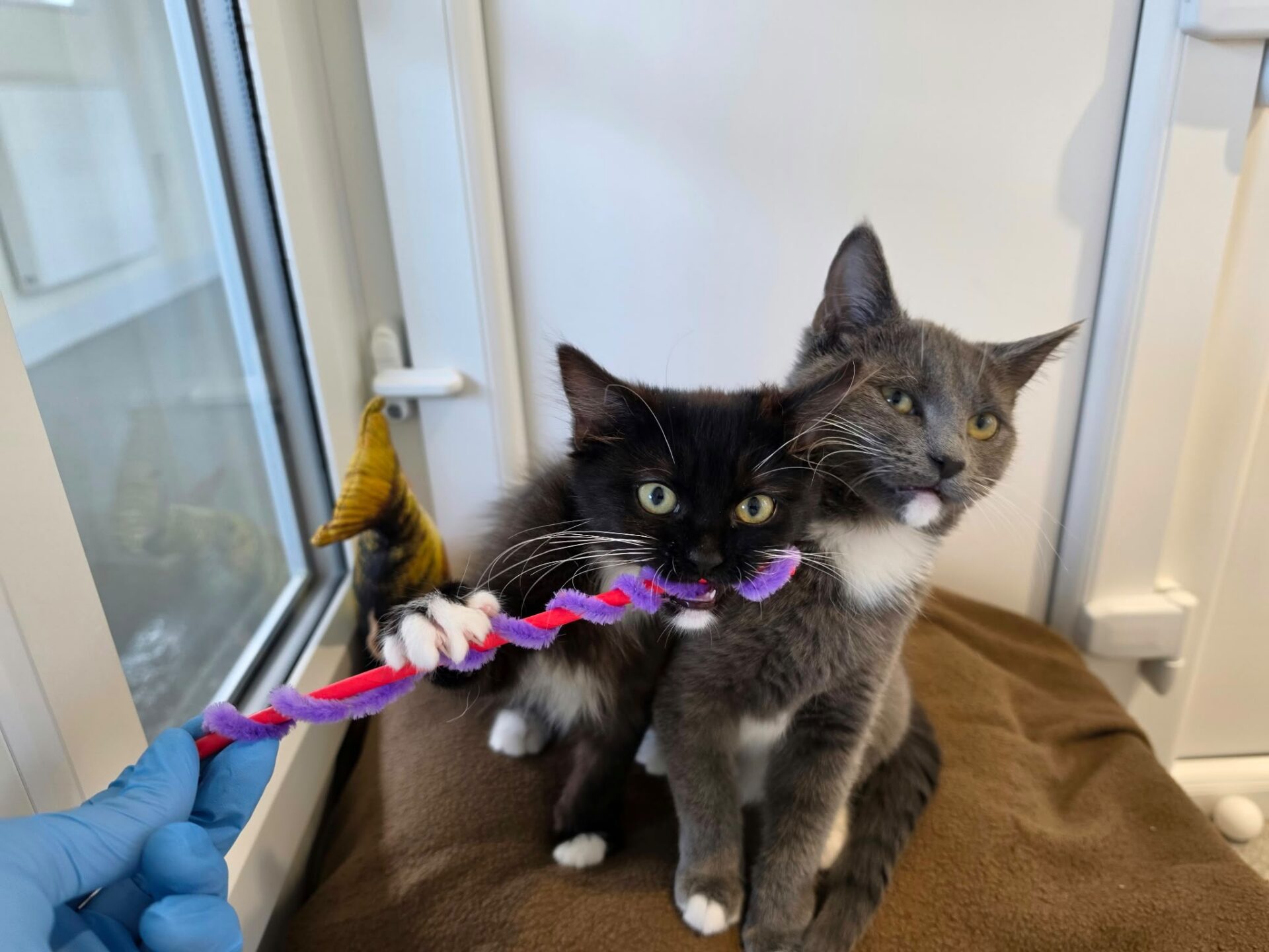 A person in a blue medical glove holds a purple and red pipe cleaner for a black kitten and a grey kitten to play with.