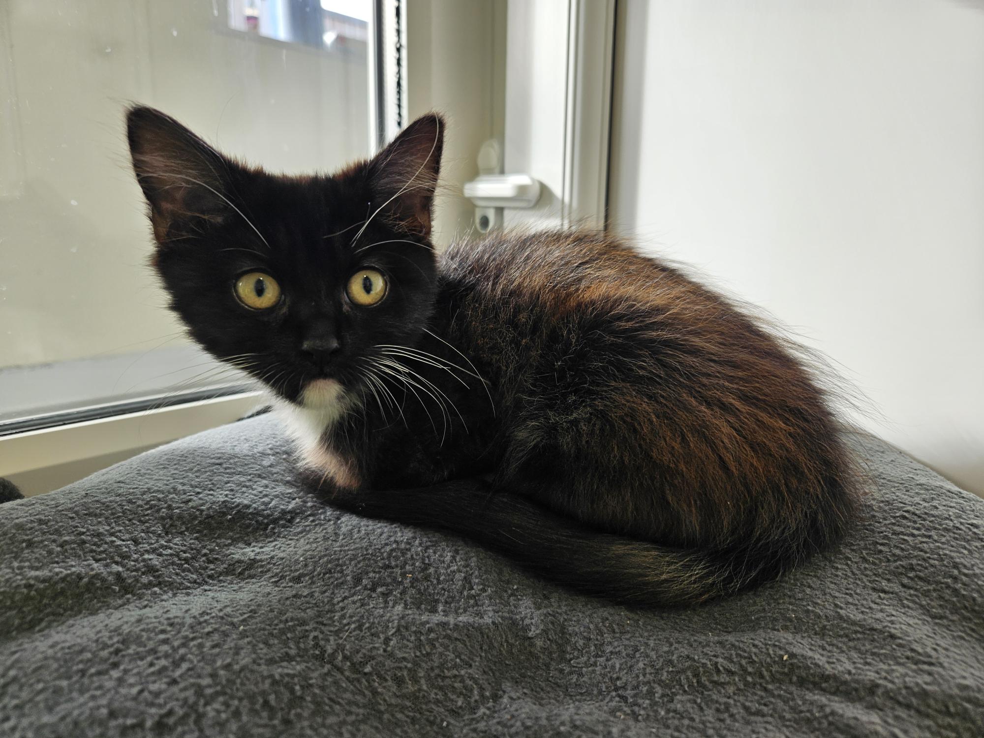 A black and brown kitten with yellow eyes sitting on a grey cushion.