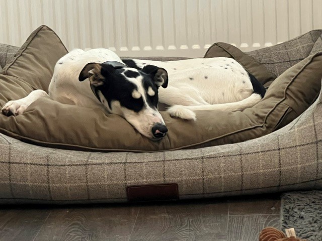Gomez, a white lurcher with black spots and a black head, rests in a checked dog bed.