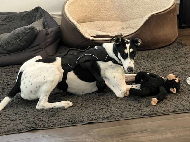 Gomez, a black and white Lurcher wearing a black harness, lies on a rug holding a plush monkey toy.