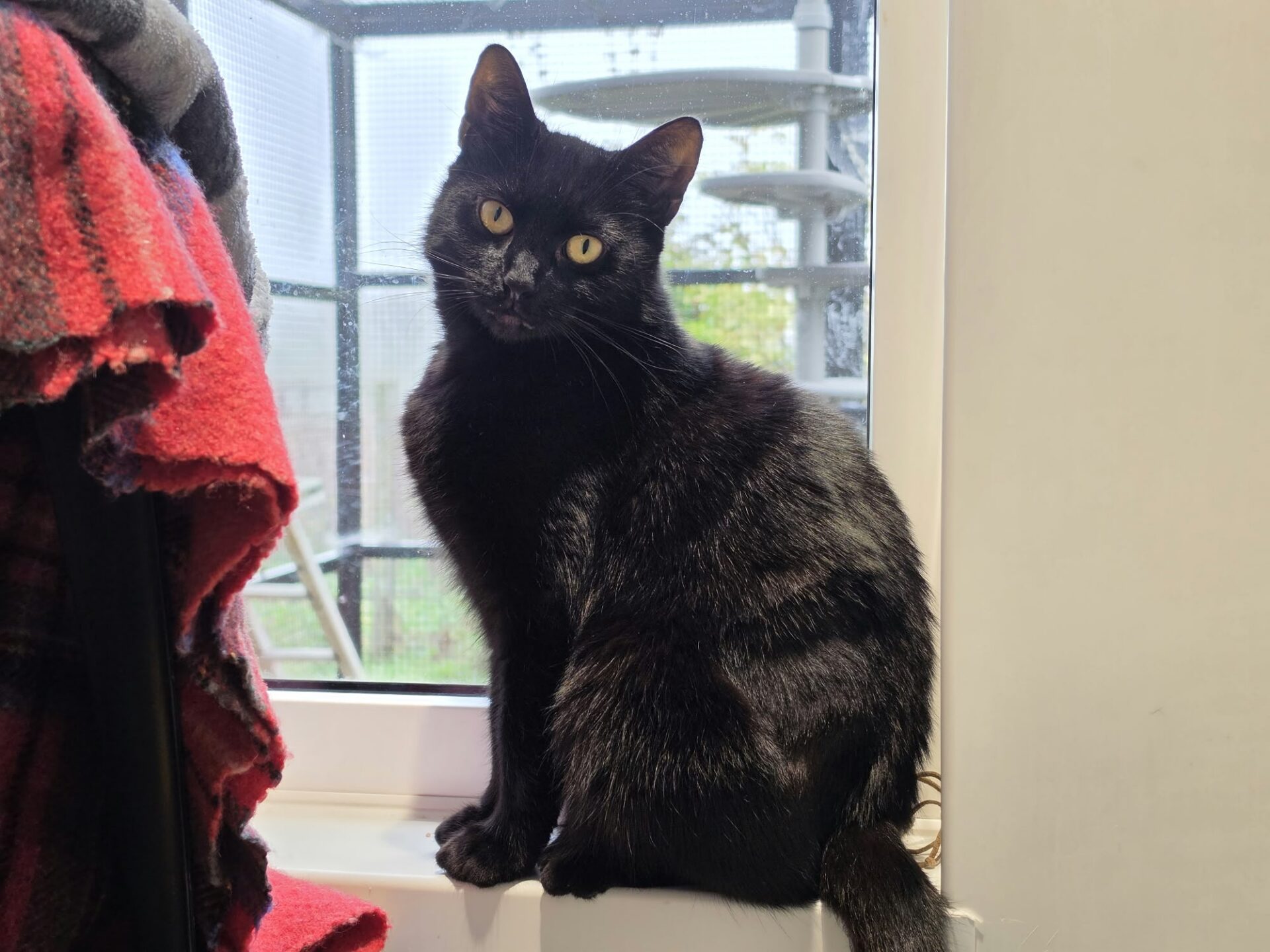 A black cat with yellow eyes sitting on a window sill.