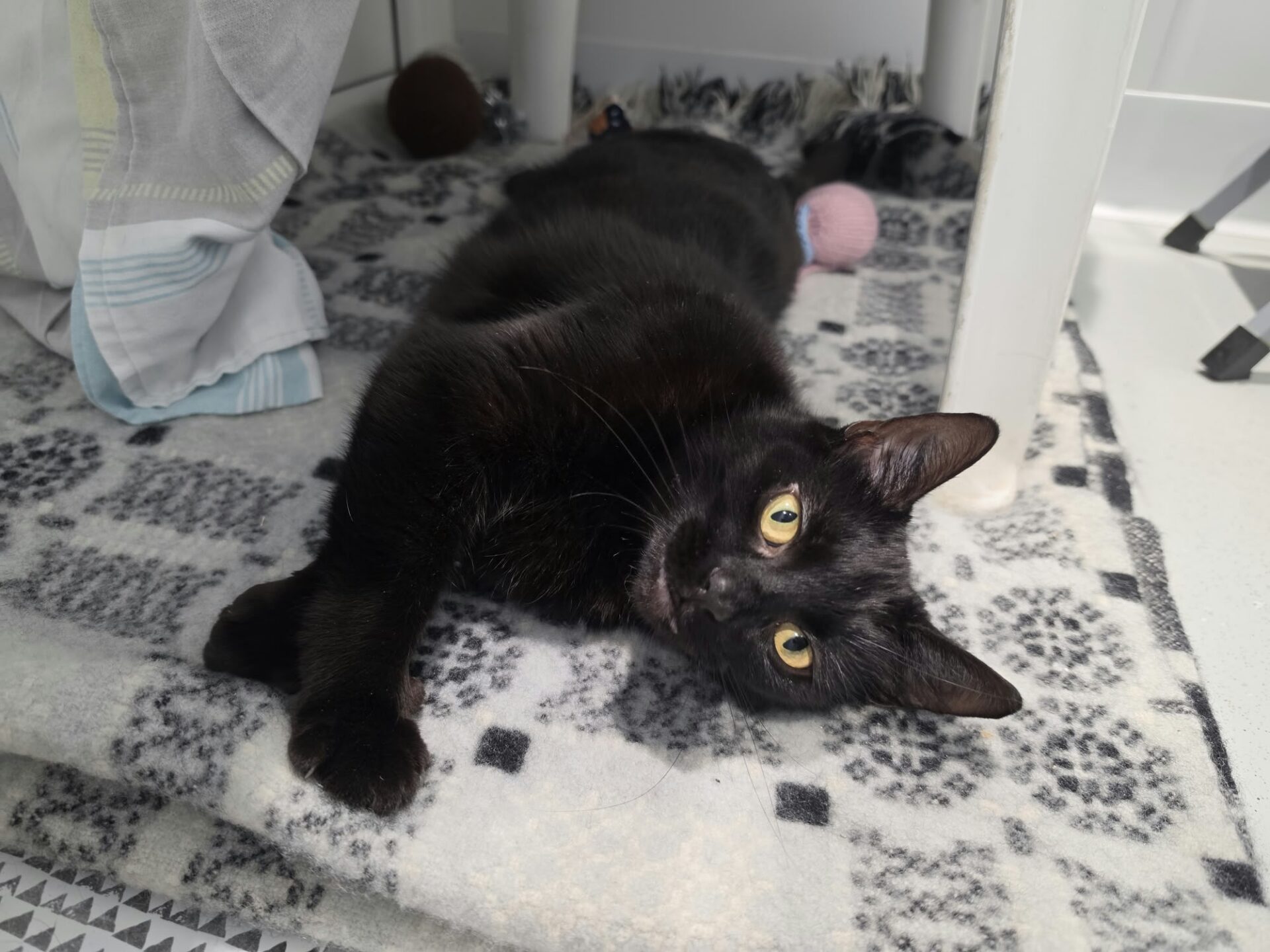 A black cat with yellow eyes lying on a patterned carpet under a table.