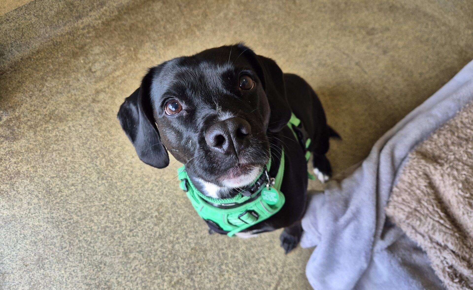 A black dog wearing a bright green harness looks up at the camera.