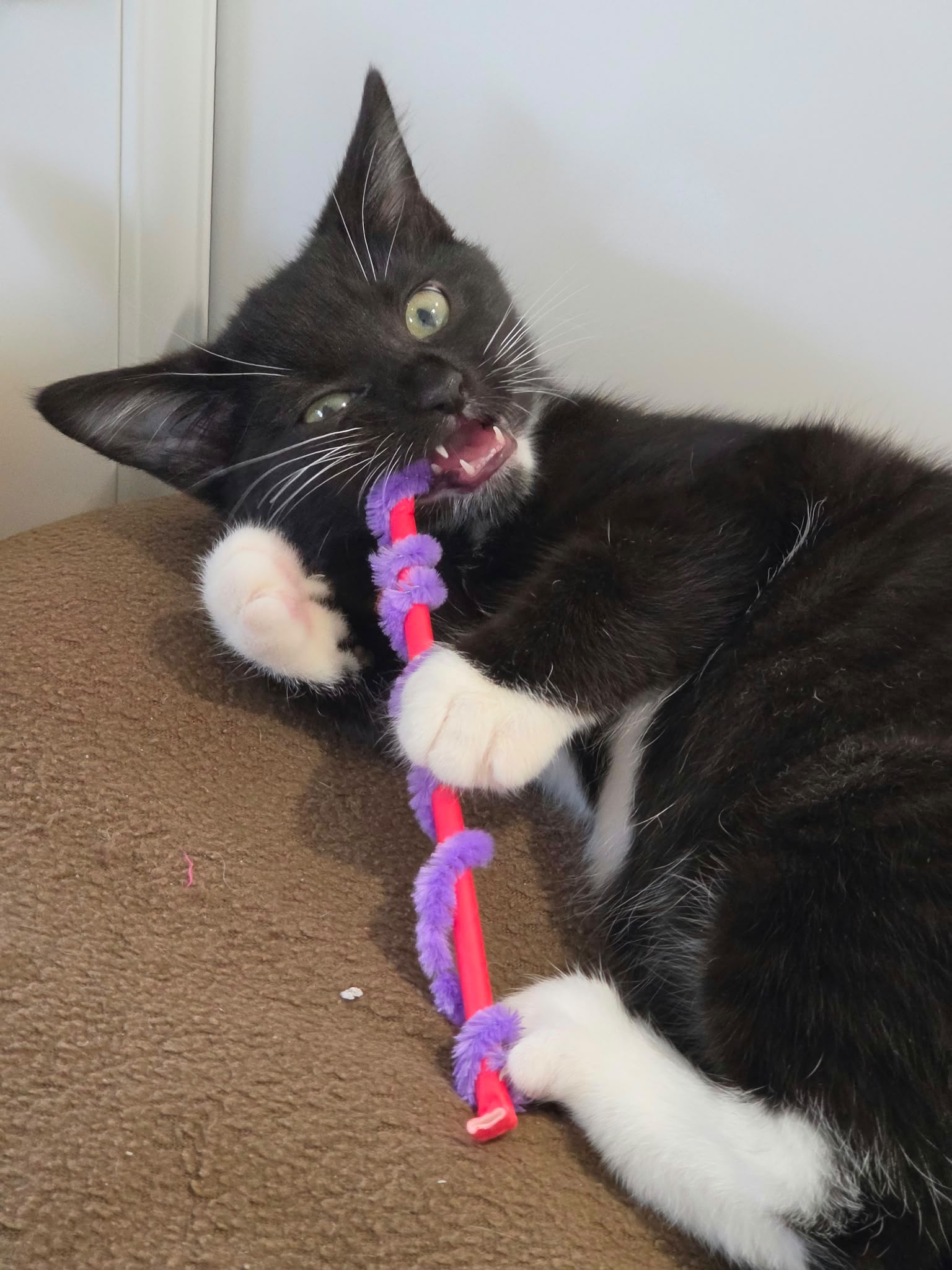 A black and white kitten lying on its side whilst chewing on a purple and pink toy wand.