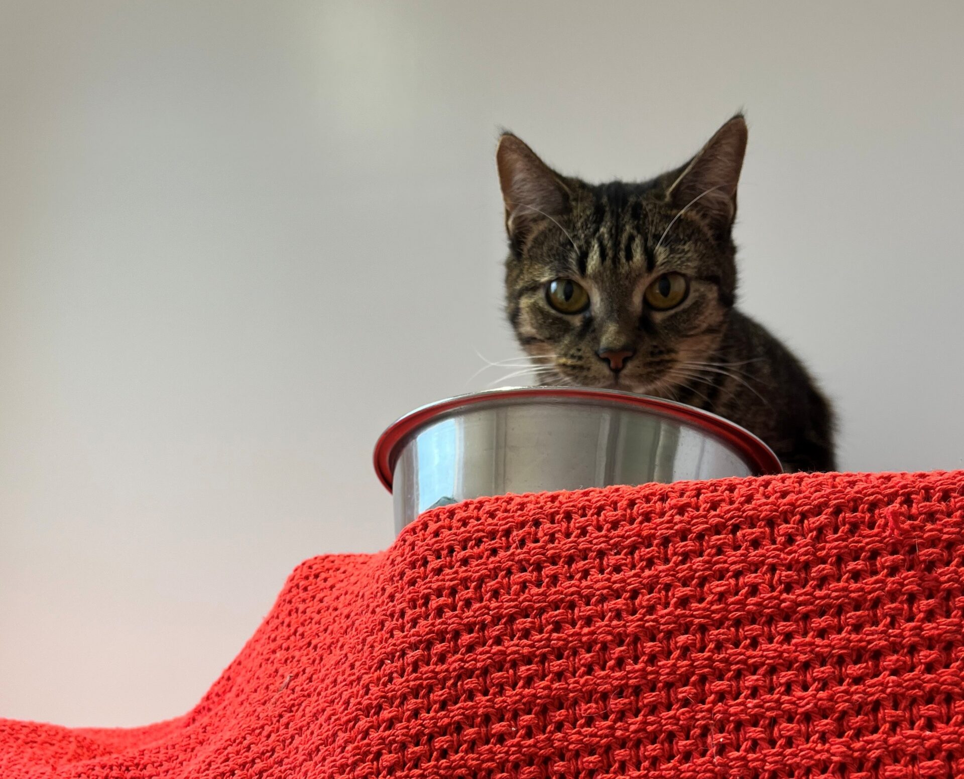 A tabby cat peers over the edge of a metal food bowl resting on a red textured surface.